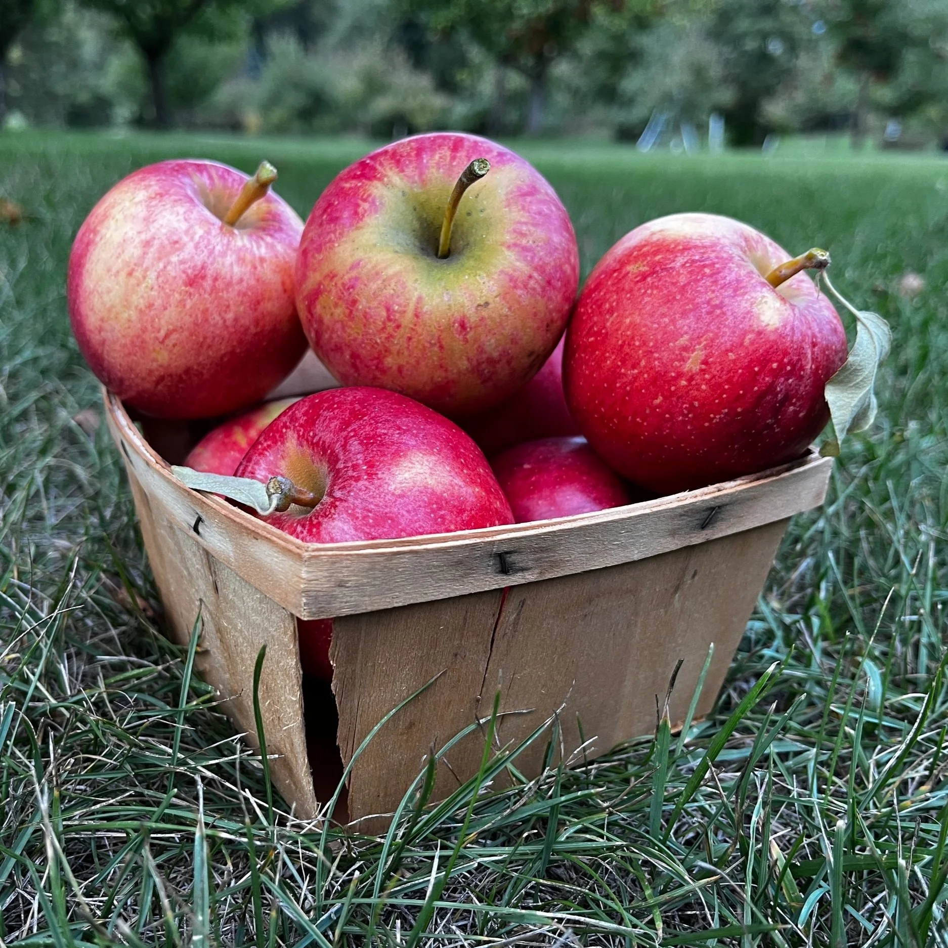 BrynTegFarm_FirestormHoneyCrispVarieties_5.jpg