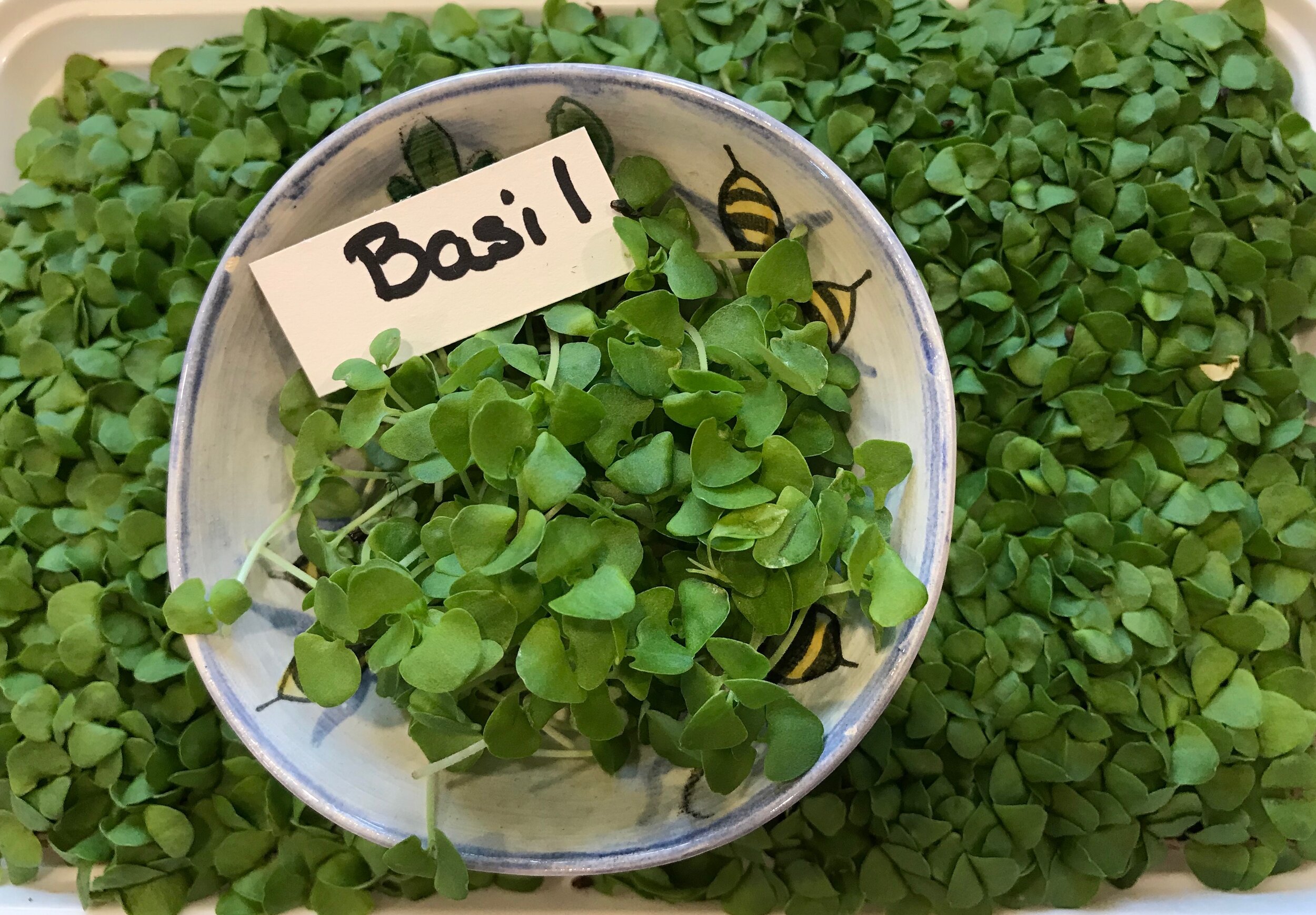 Basil.jpeg