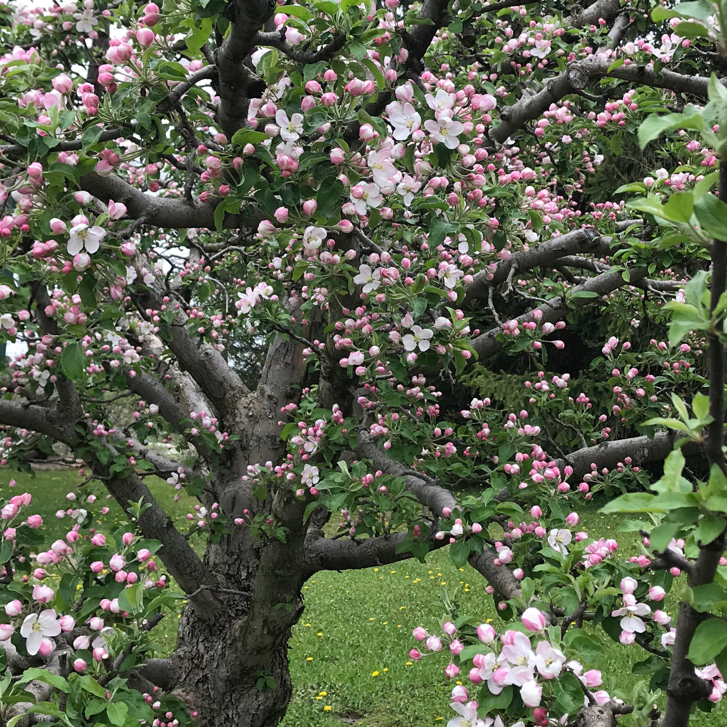 Apple+Blossoms+3.jpg