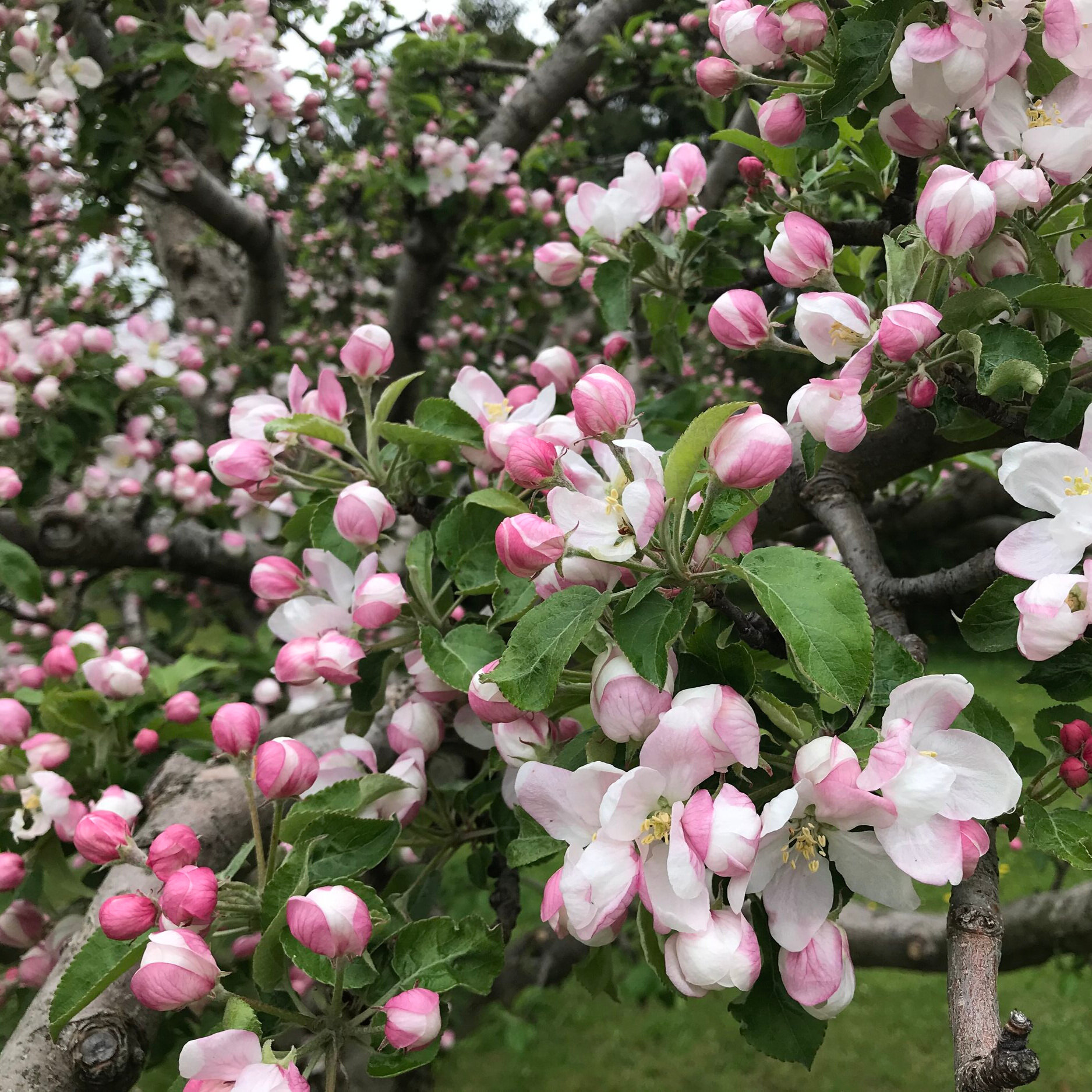 Apple+Blossoms+5.jpg