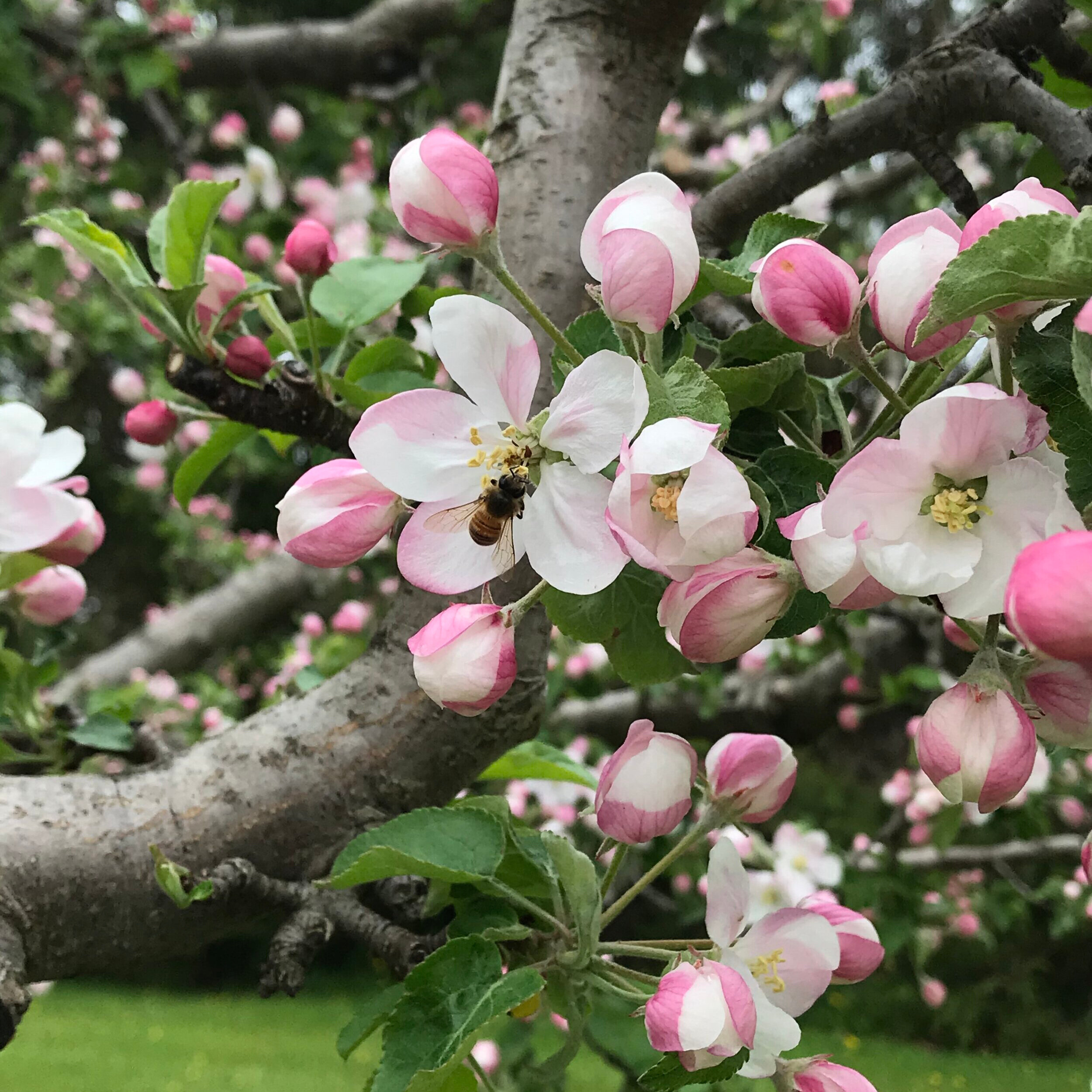 Apple+Blossoms+2.jpg