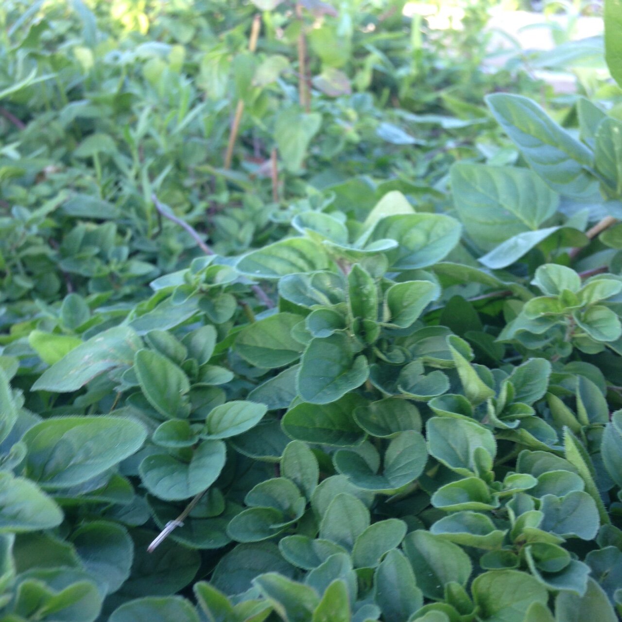 Oregano.JPG