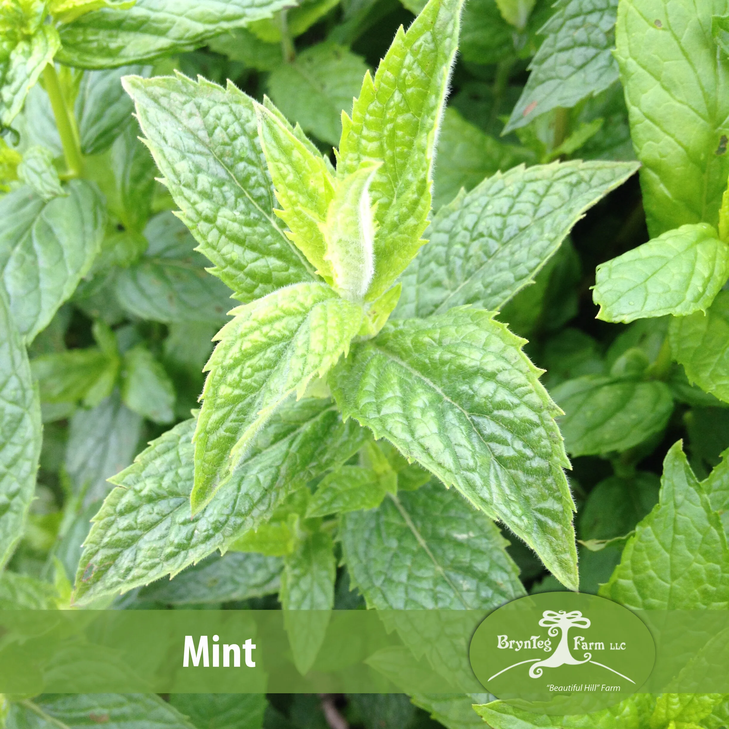 Peppermint.jpg