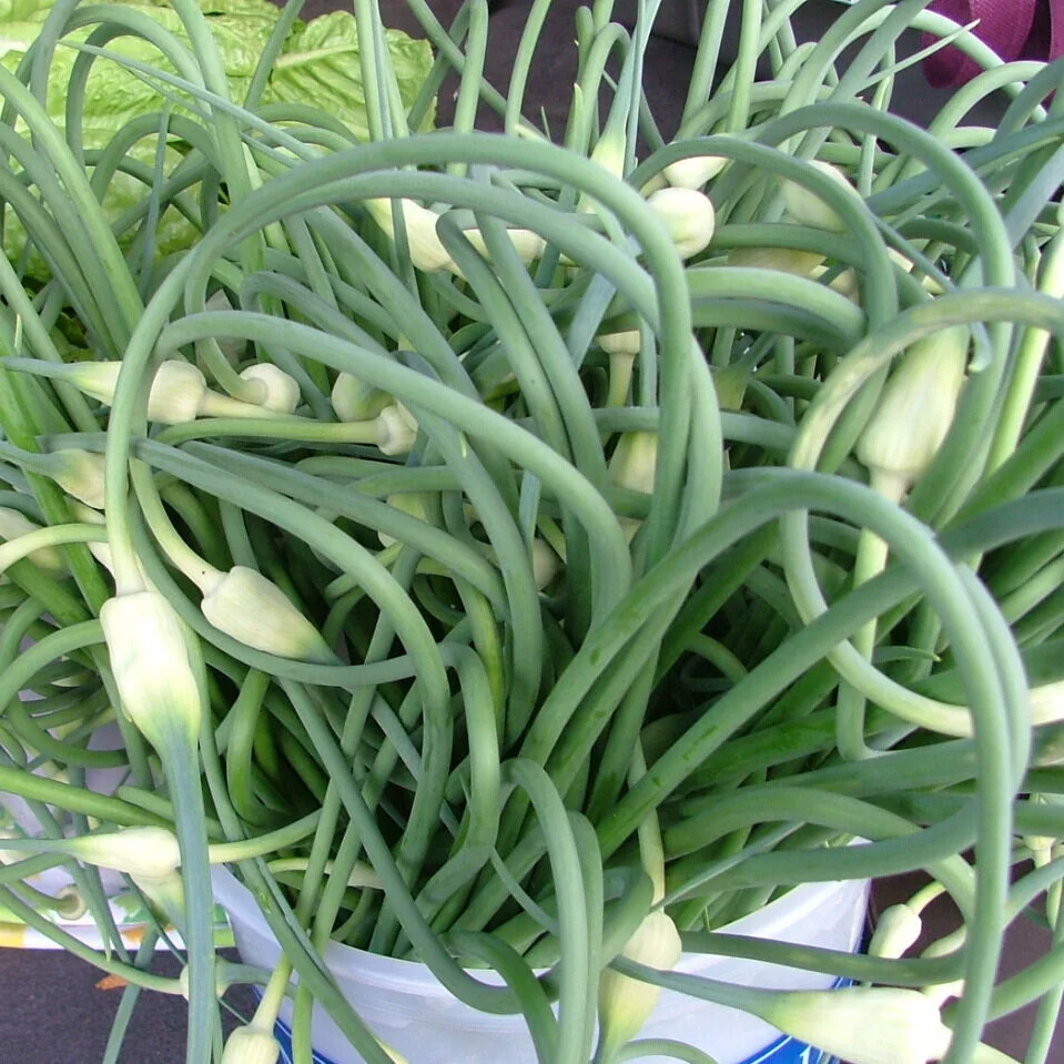 GarlicScapes1.jpg
