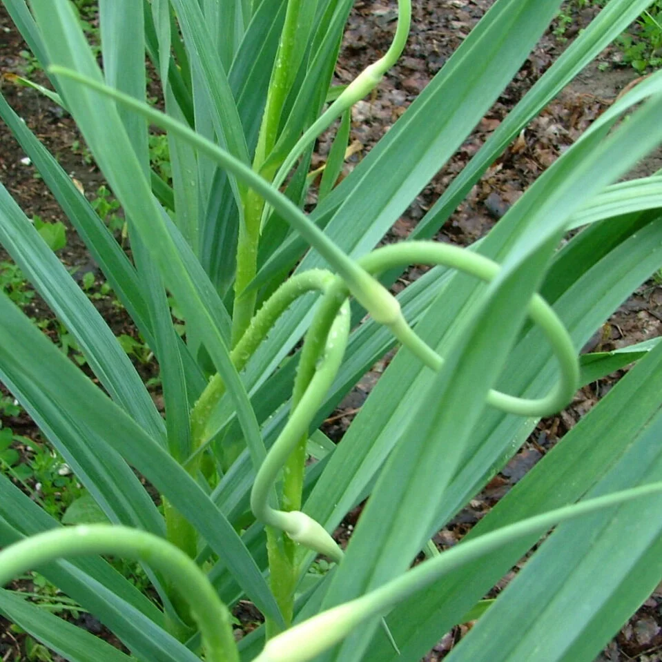 GarlicScapes3.jpg