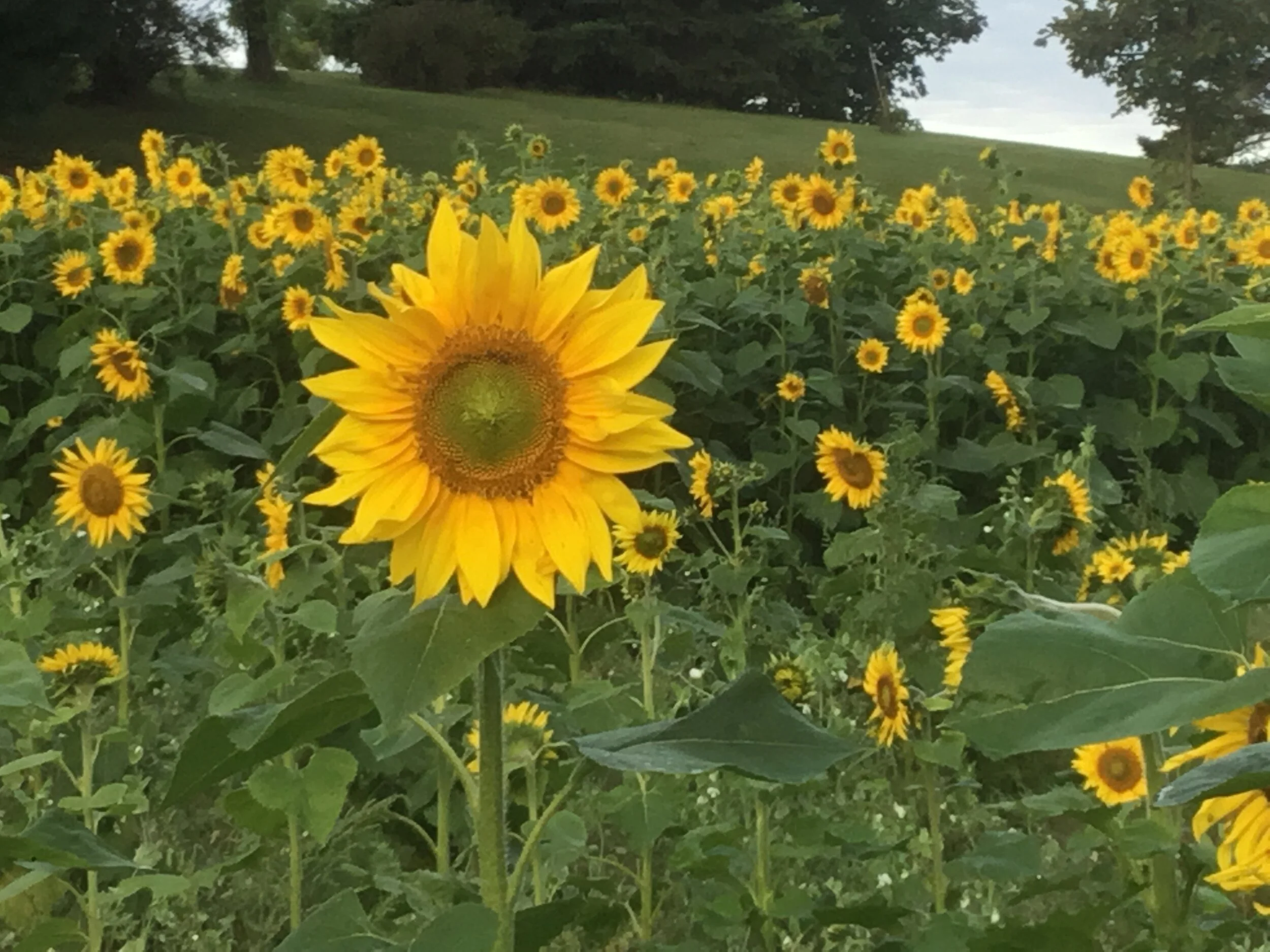 Sunflowers and Sweet Potatoes
