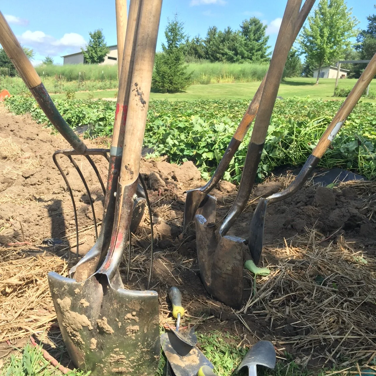 2016 Sweet Potato Dig