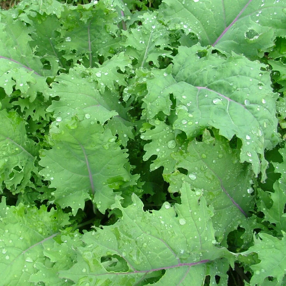 RaggedJackKale.jpg