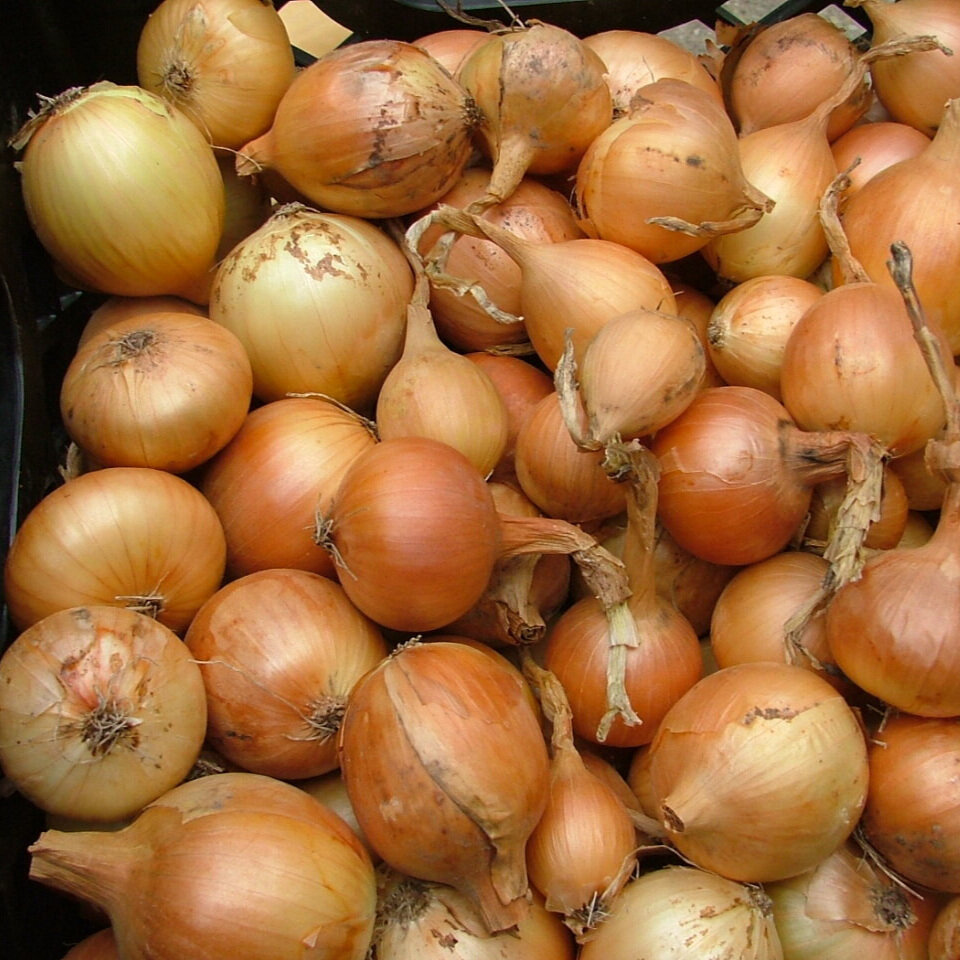 Onions3.jpg