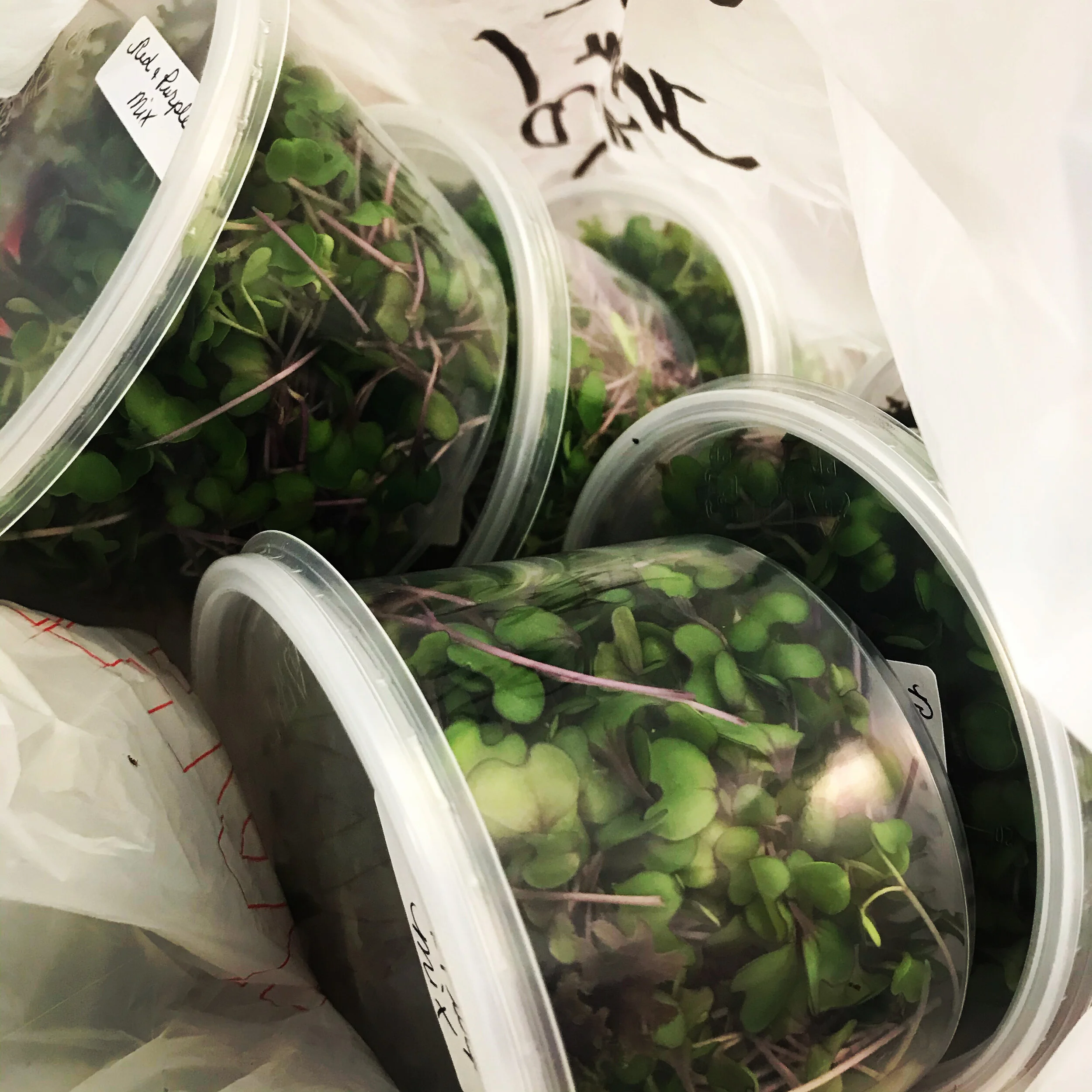 Winter Microgreen CSA