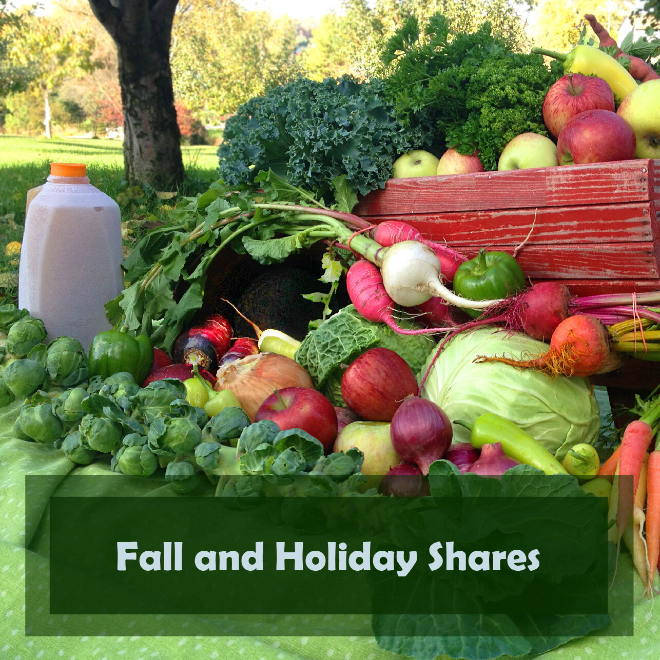 Fall and Holiday Shares BrynTeg Farm-01.jpg