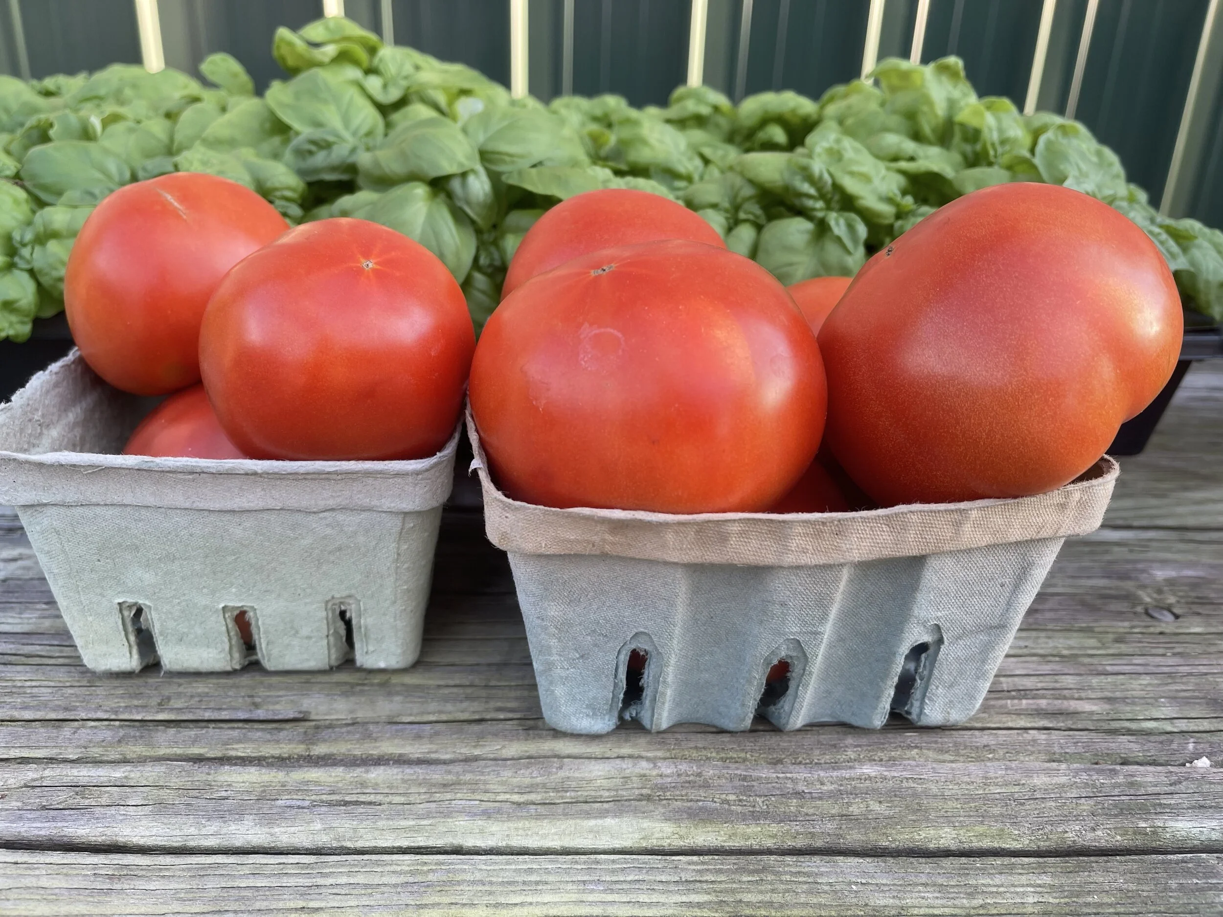 Red Round Tomatoes BT1.jpg