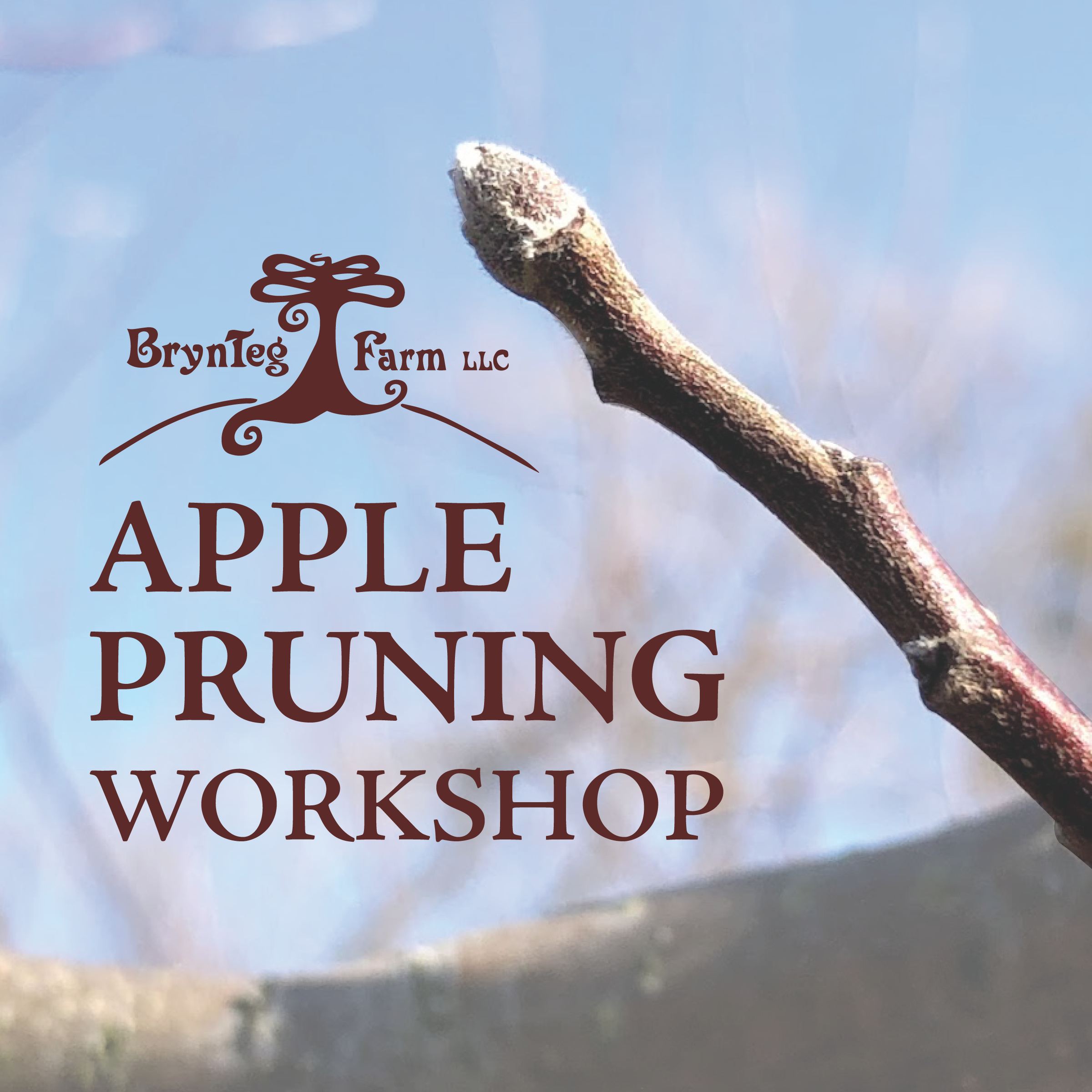 Apple Tree Pruning Workshop