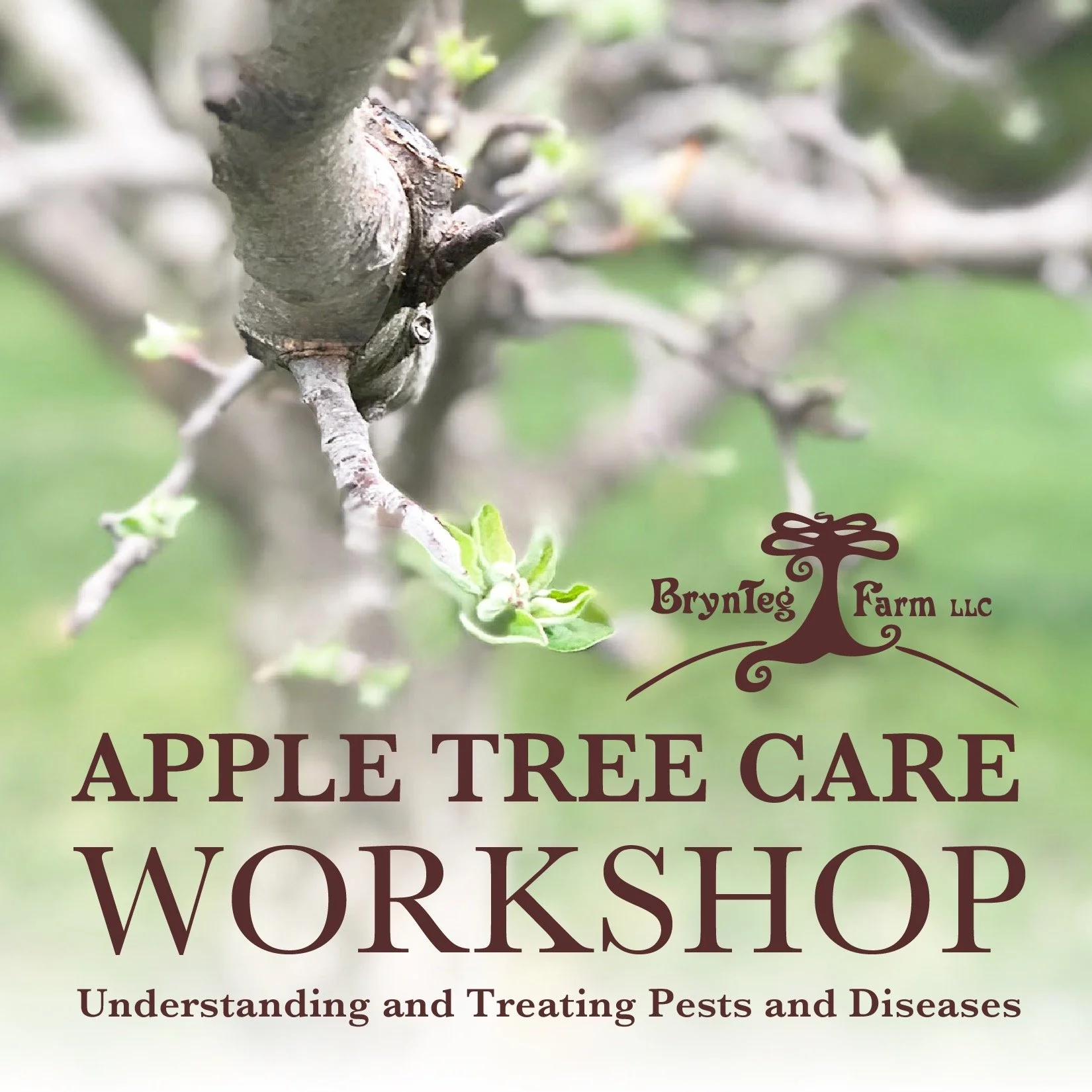 Apple Tree Care Workshop