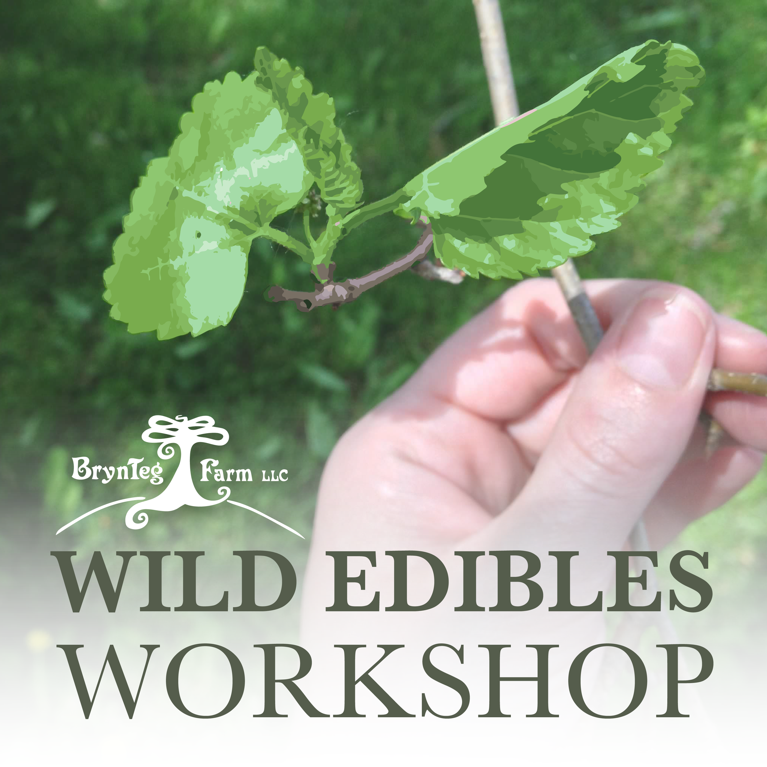 CANCELLED - Wild Edibles Workshop (Saturday)