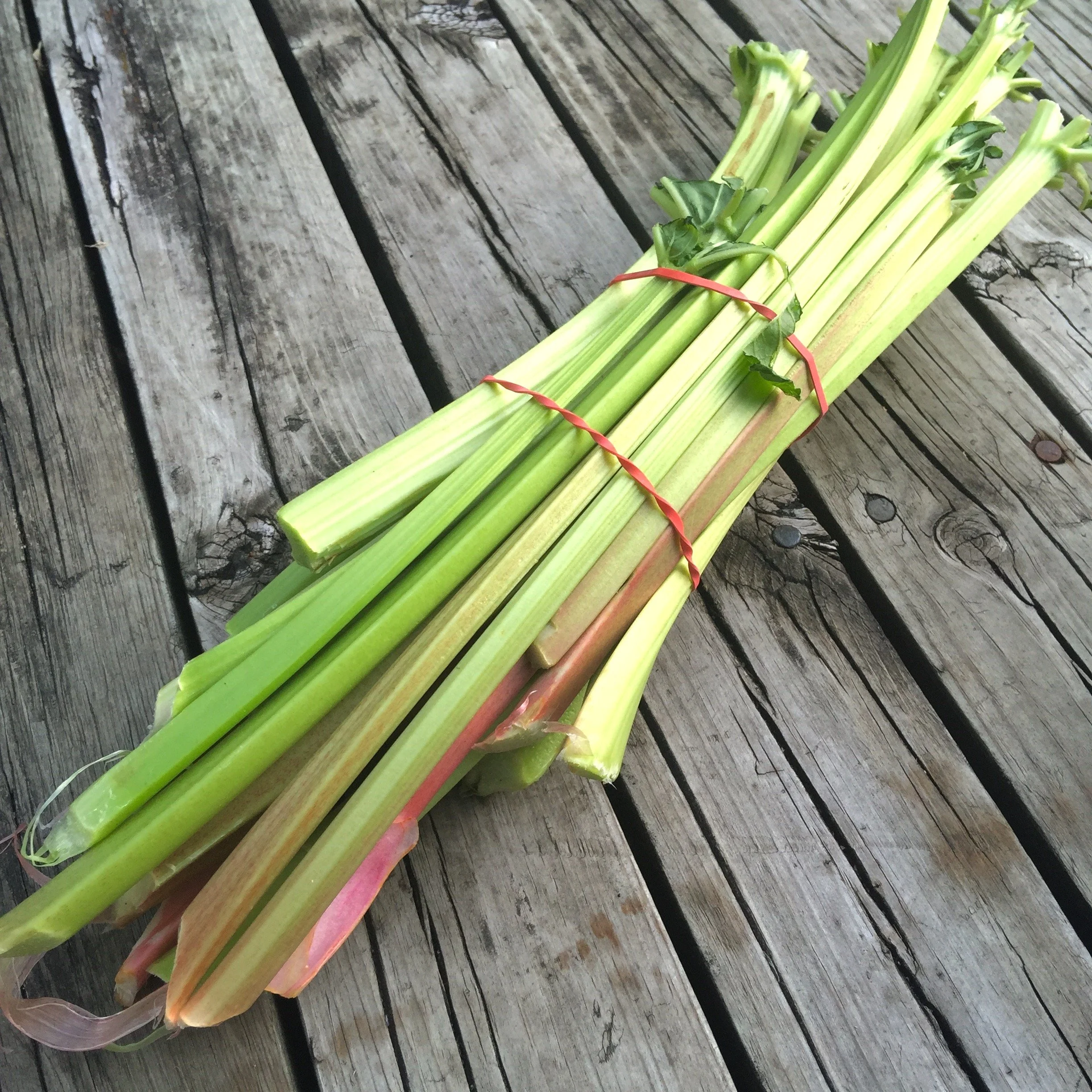 RhubarbBT.jpg
