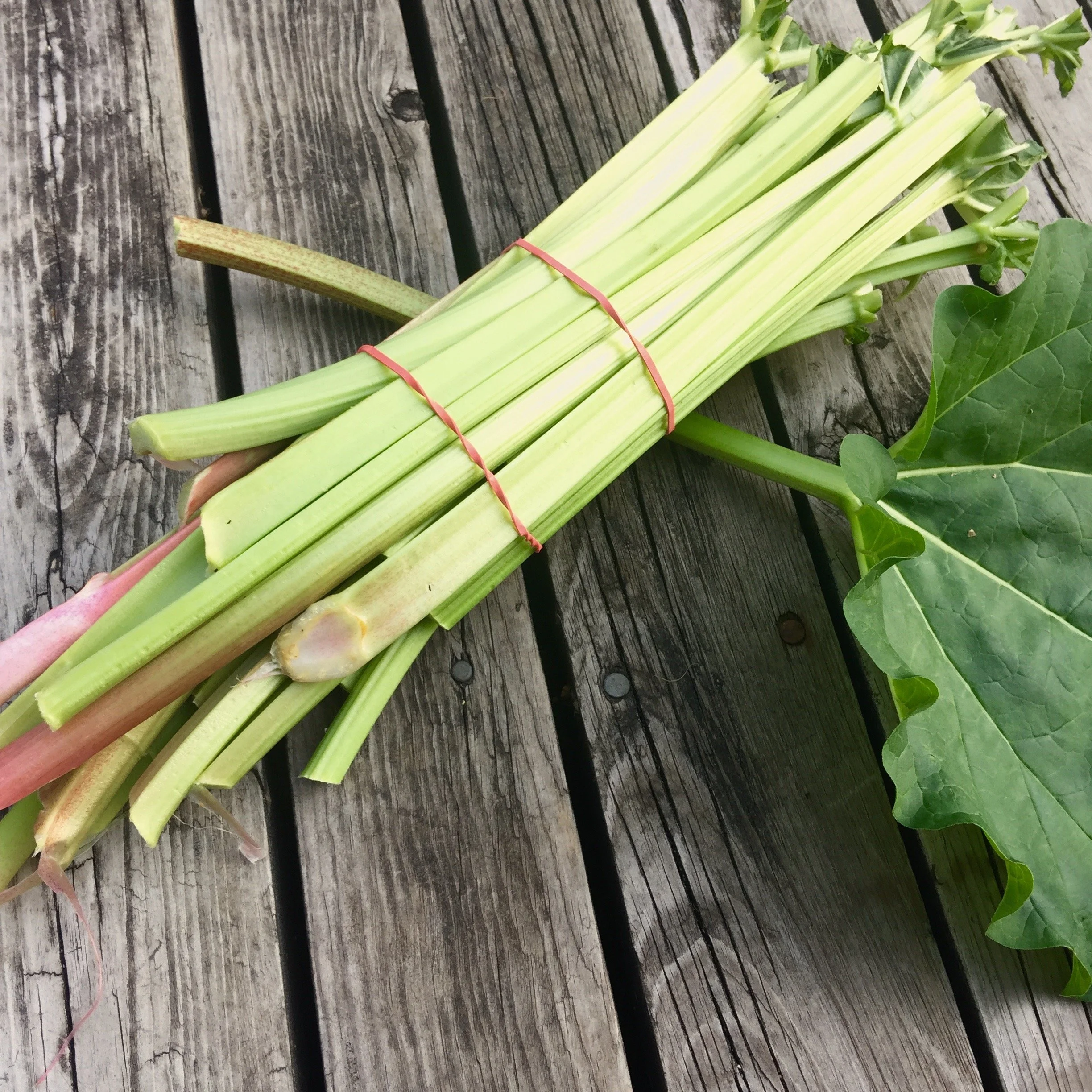 RhubarbBT2.jpg