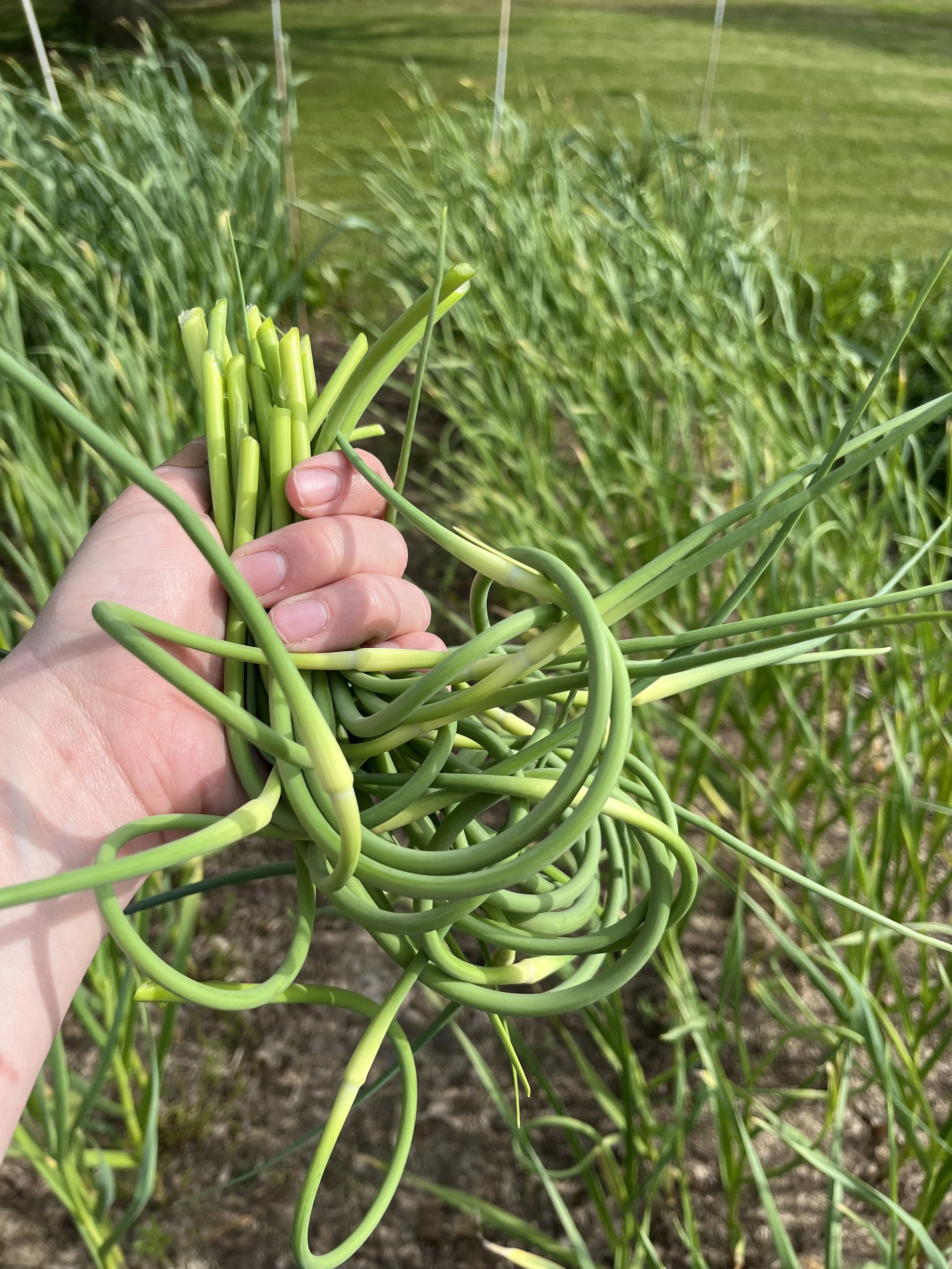 GarlicScapes_BT-4.JPG