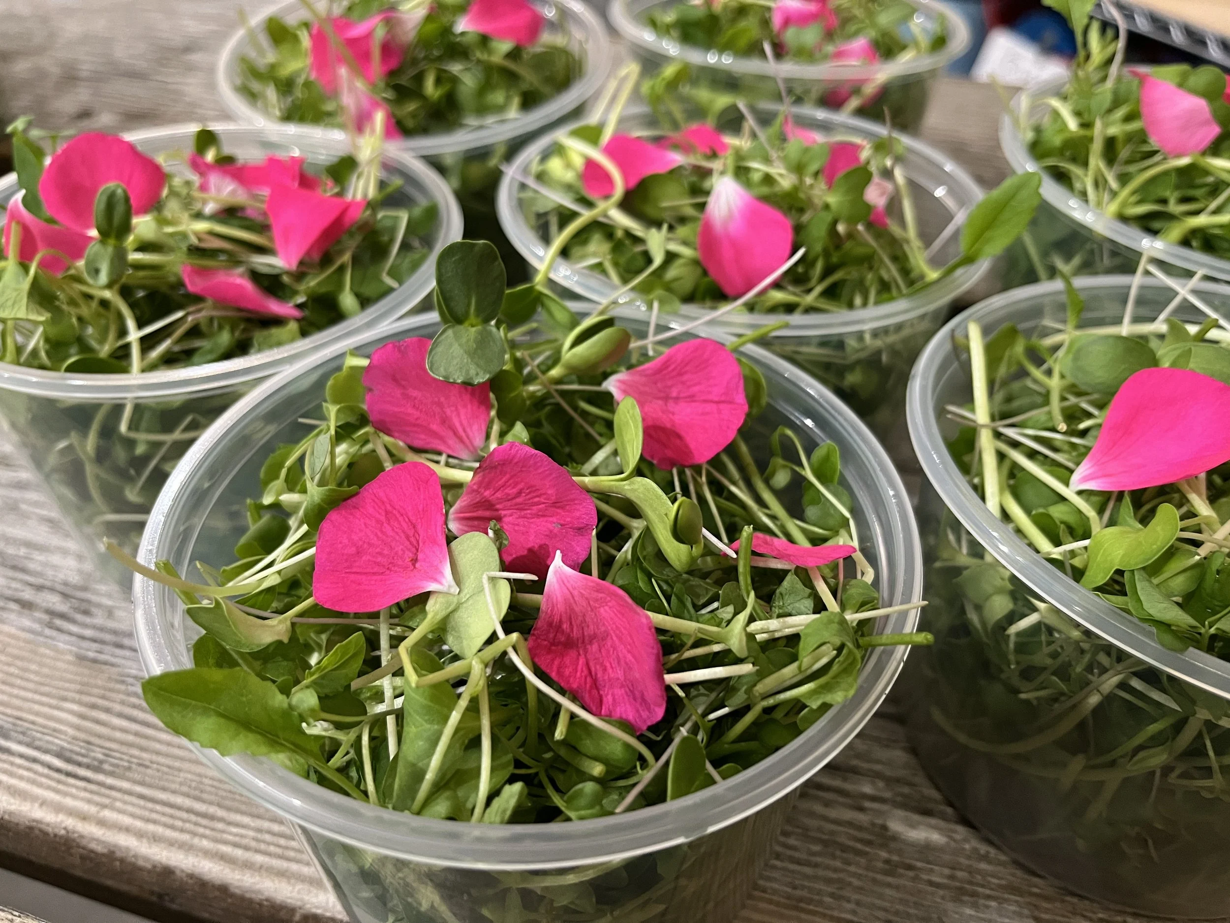 Salad Mix Microgreens-BrynTegFarm-06.JPG