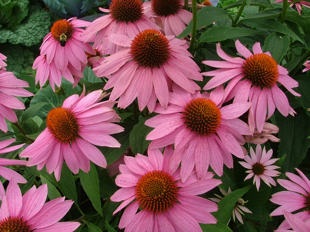 Echinacea1.JPG