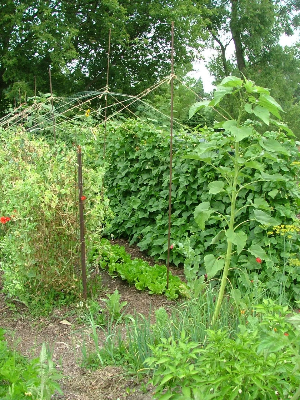 Garden4.JPG
