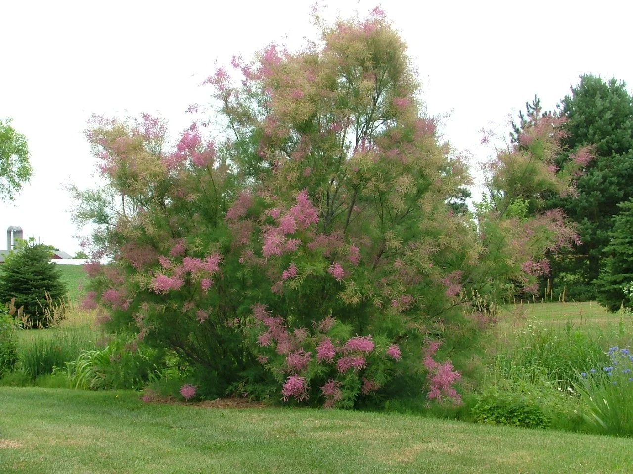 TamarskTree by Creek.JPG