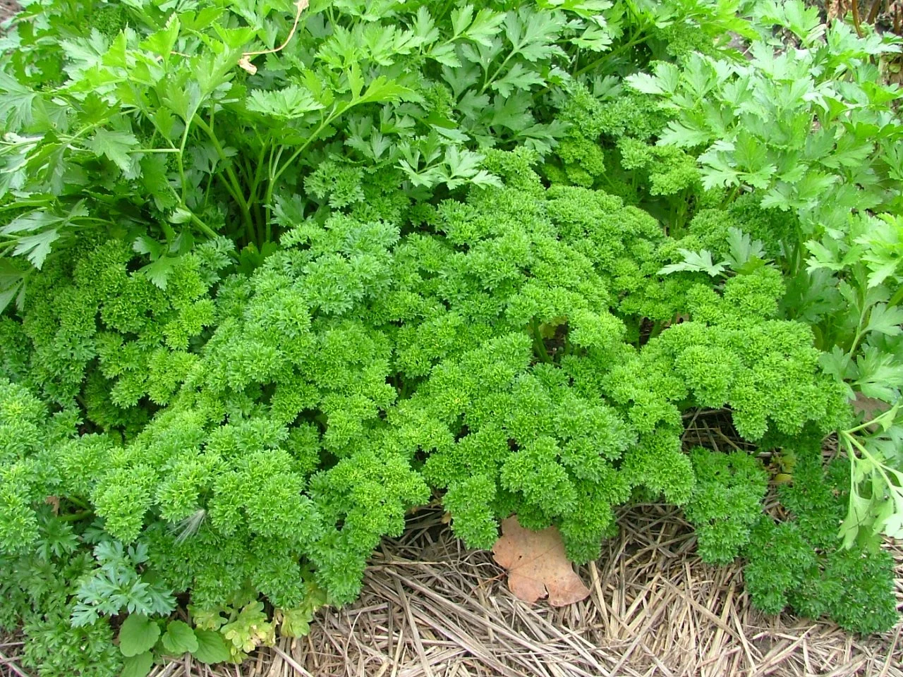 Parsley3.JPG
