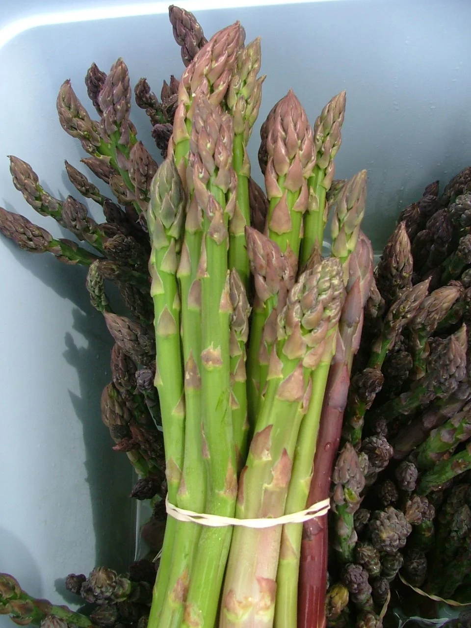 Asparagus1 (2).JPG