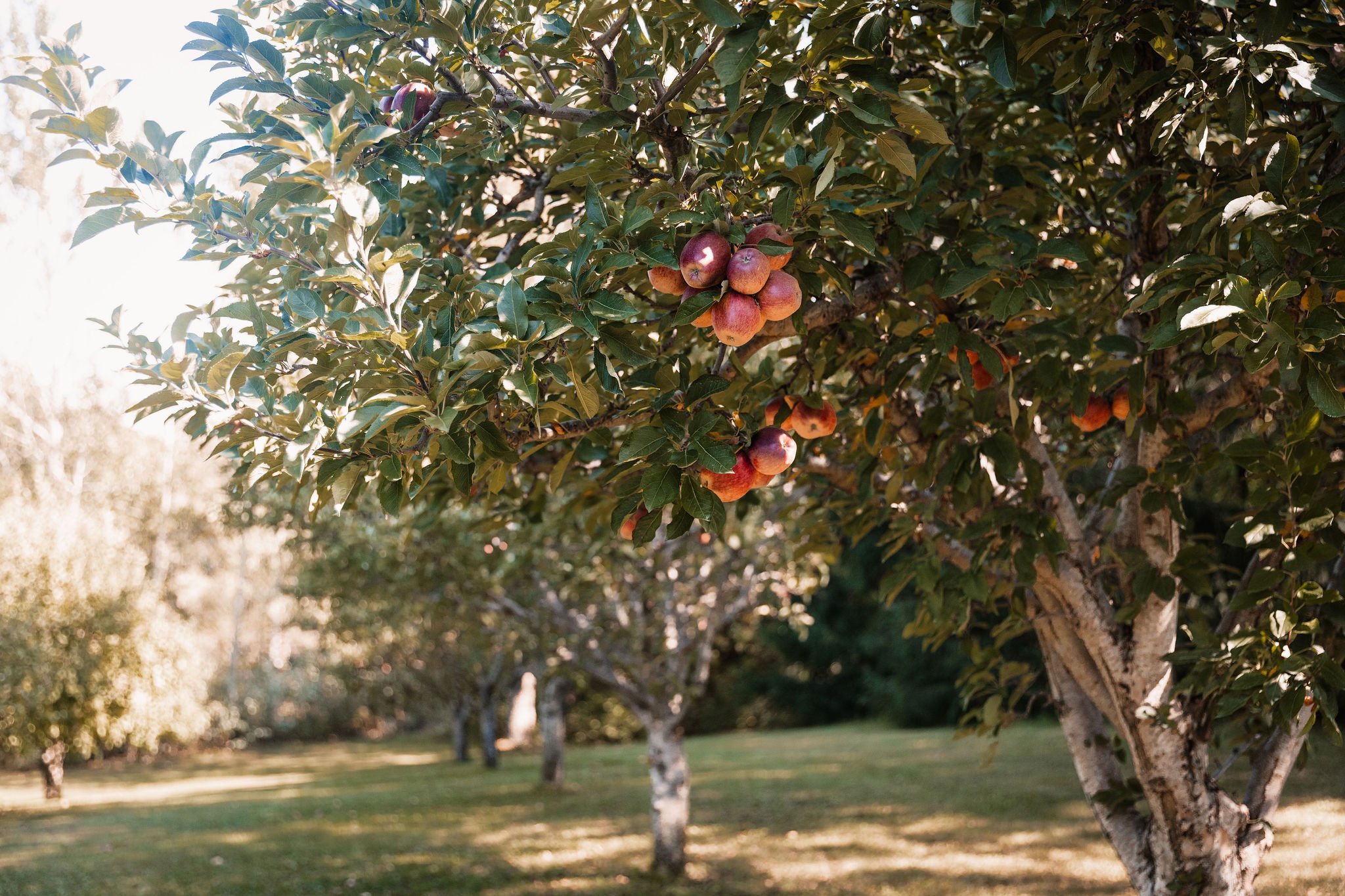 BrynTegFarm-08.jpg