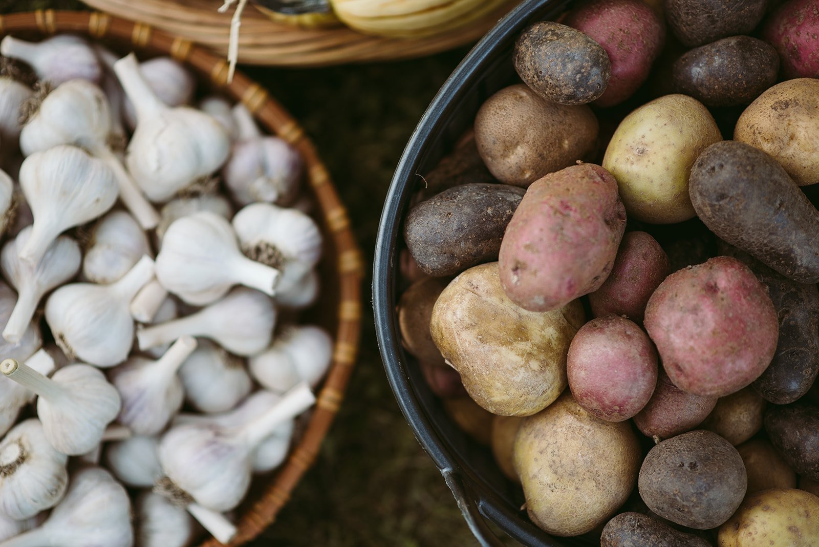 Bryn Farm Fall 2022  by  Natural Intuition Photography-6.jpg