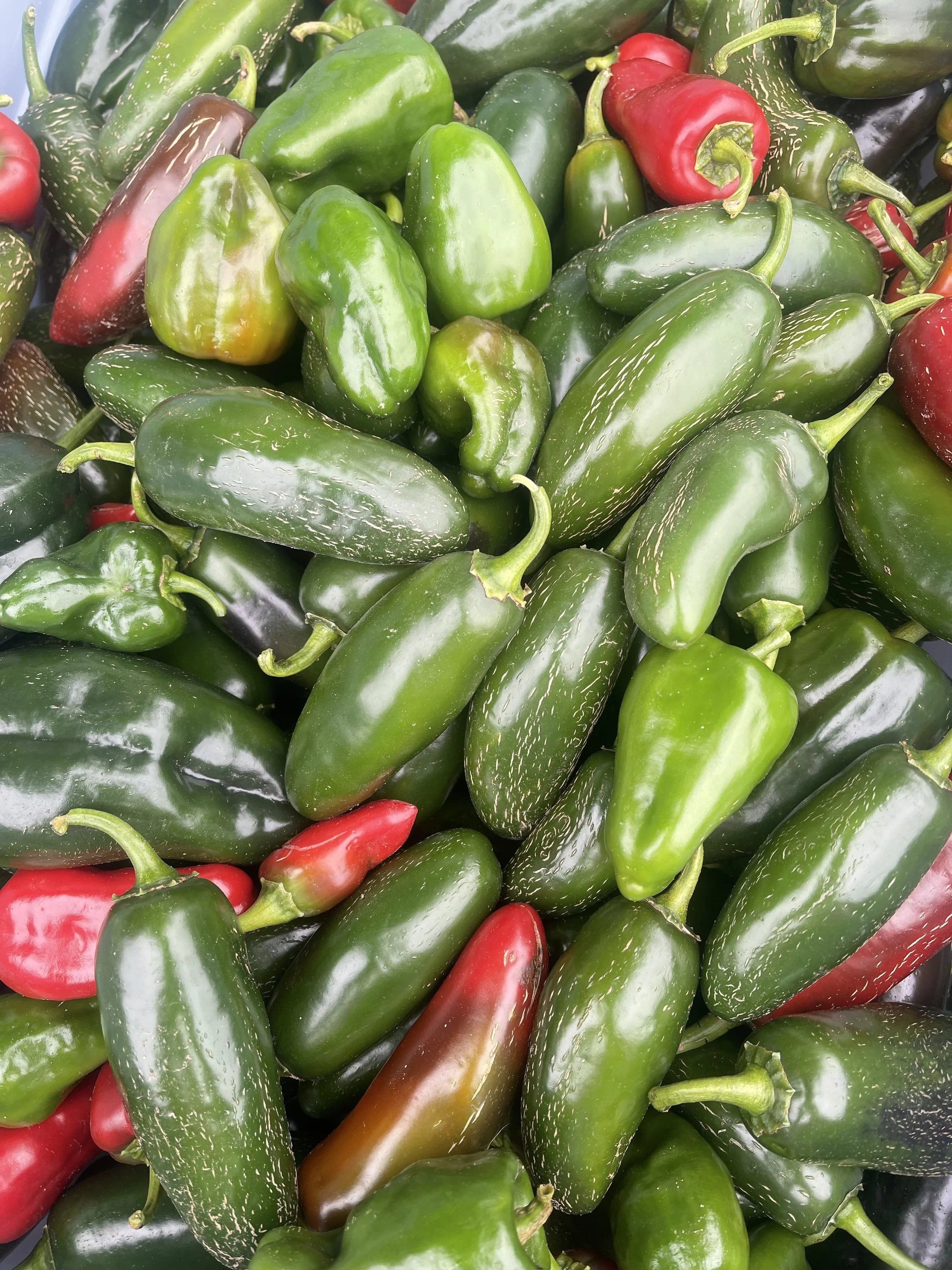 Hot Peppers BT1.jpg
