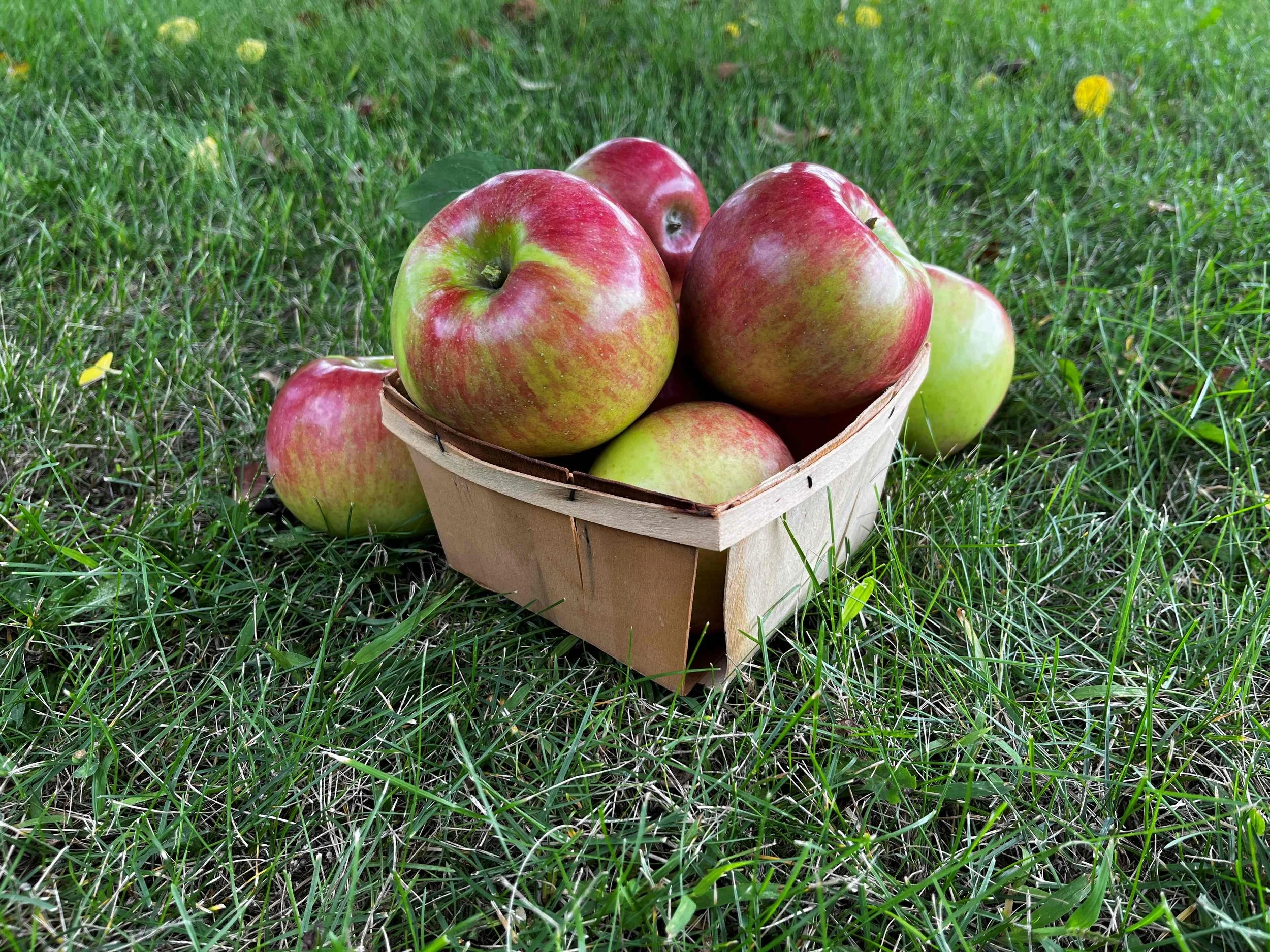 BrynTegFarm_Cortland_16.01.jpg