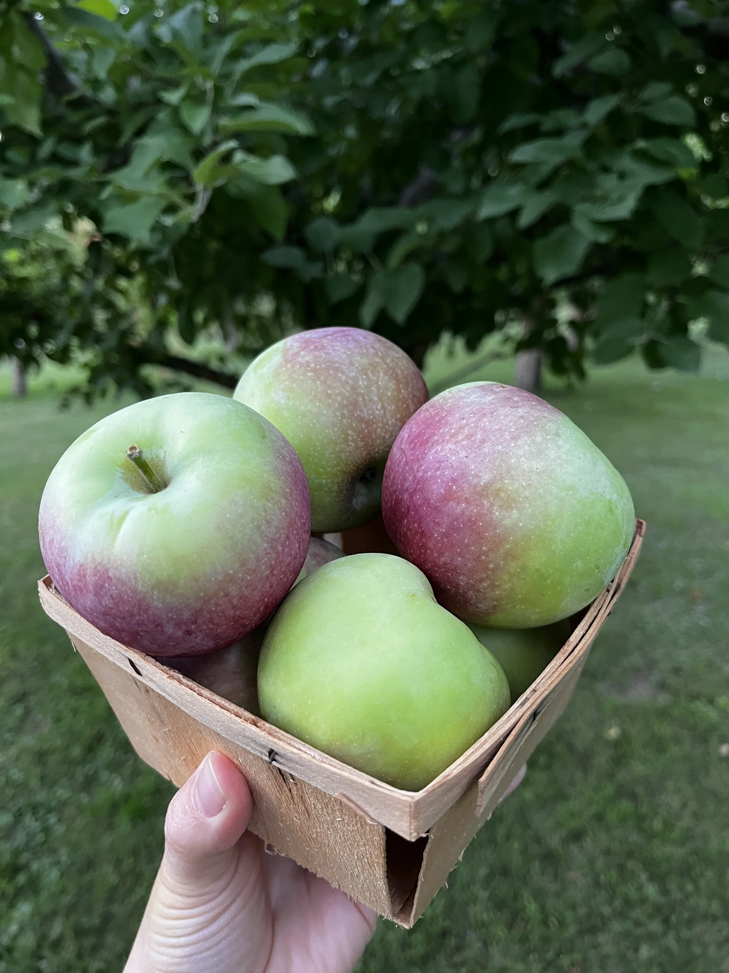 BrynTegFarm_McIntosh_5.JPG