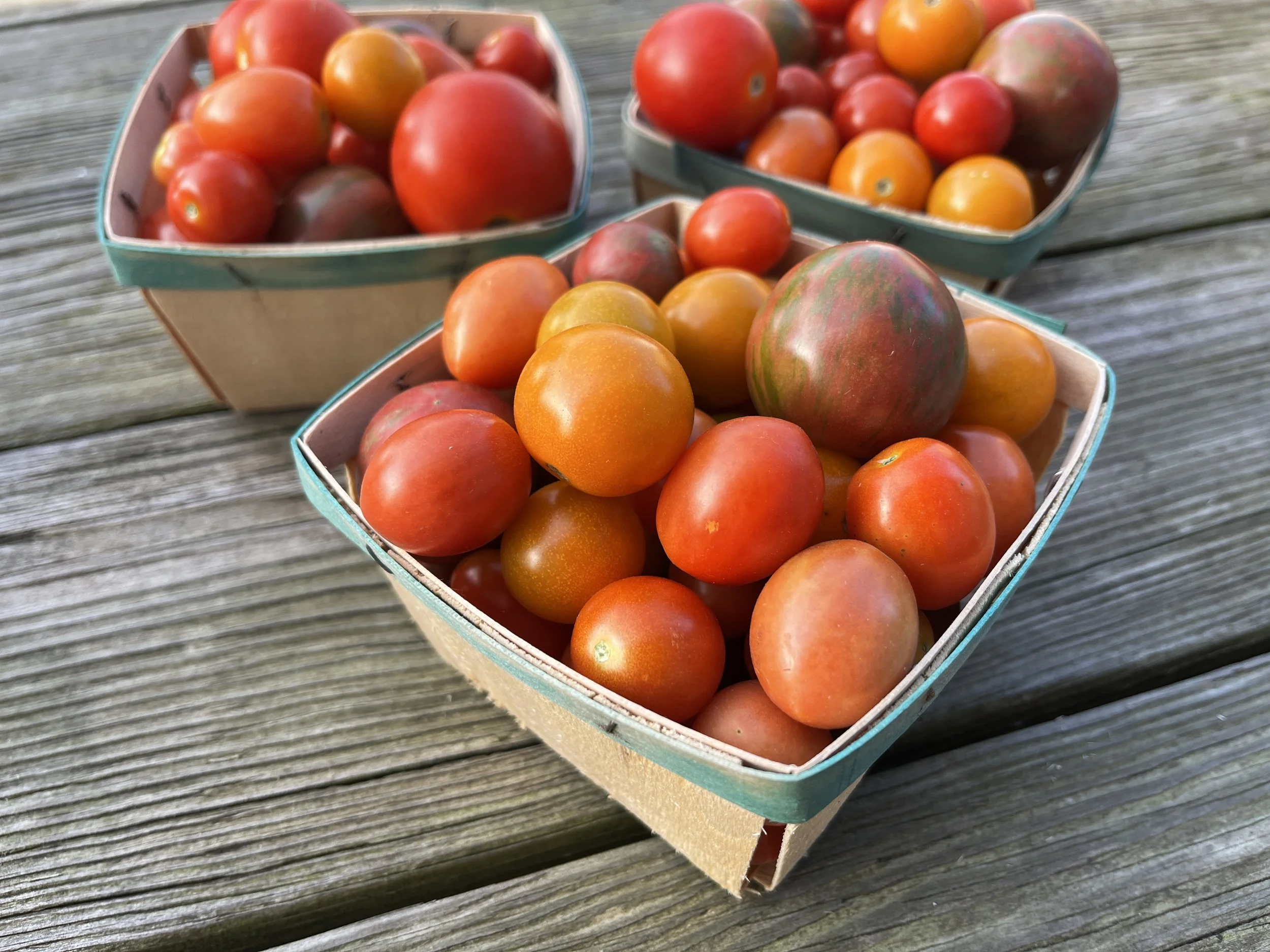 CherryTomatoes_BrynTegFarm-7.JPG