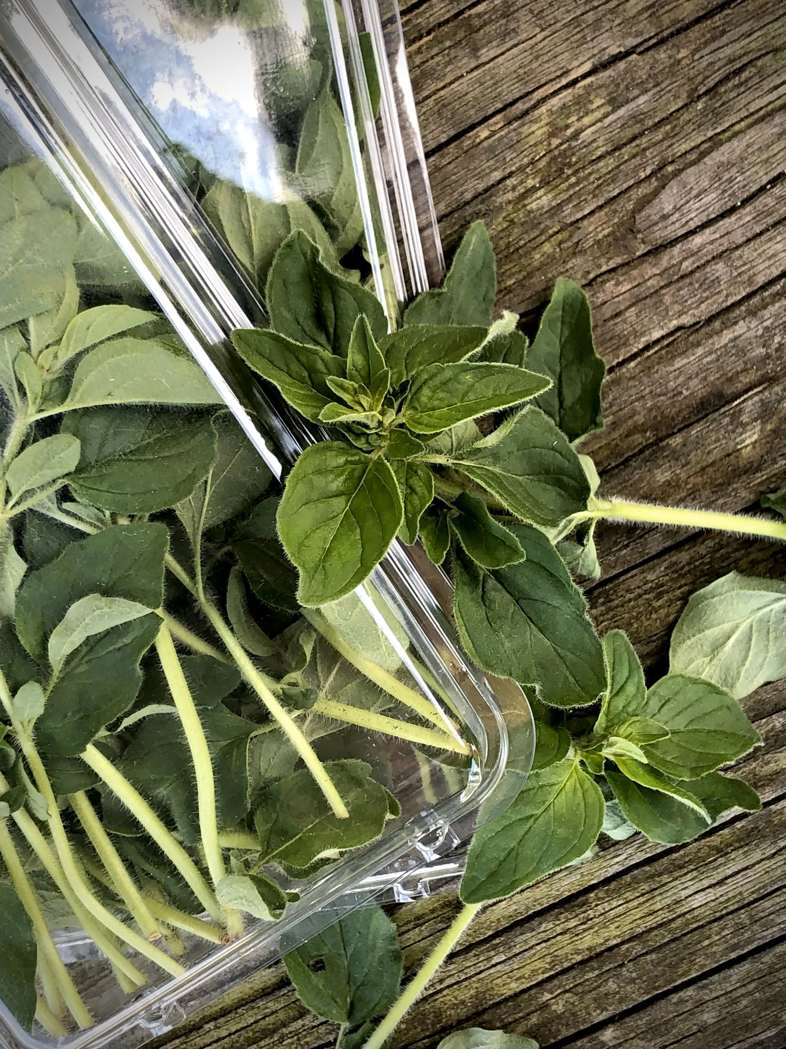 Oregano_BrynTegFarm_2.jpg