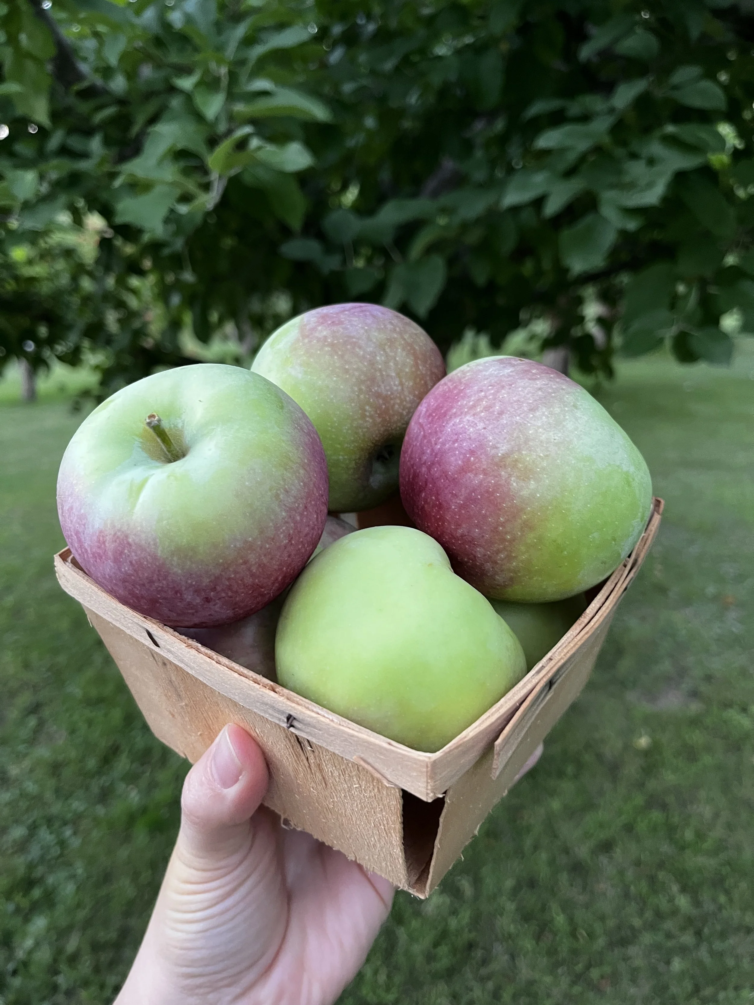 BrynTegFarm_McIntosh_6.JPG
