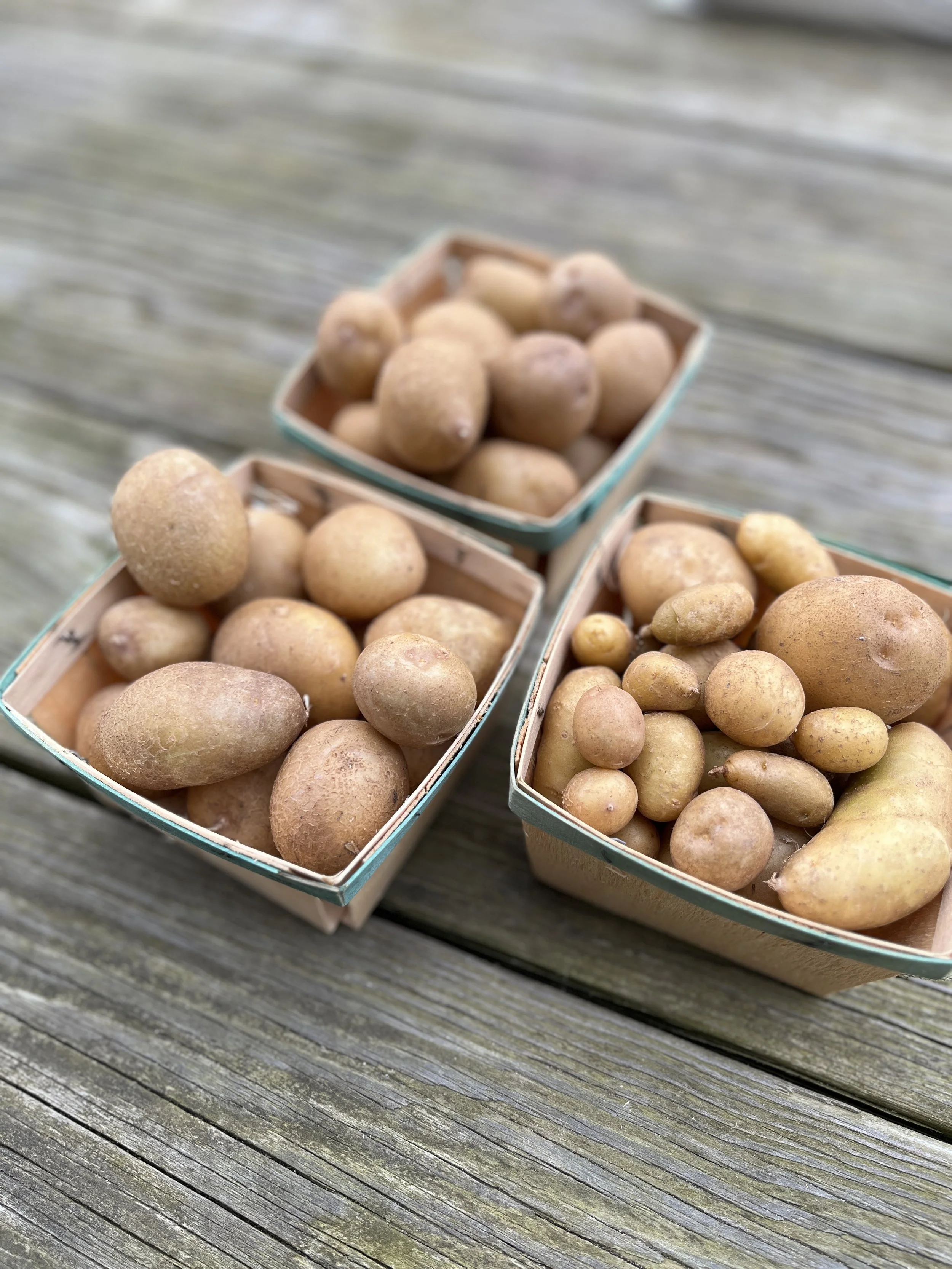 Potatoes-BrynTegFarm-5.jpg