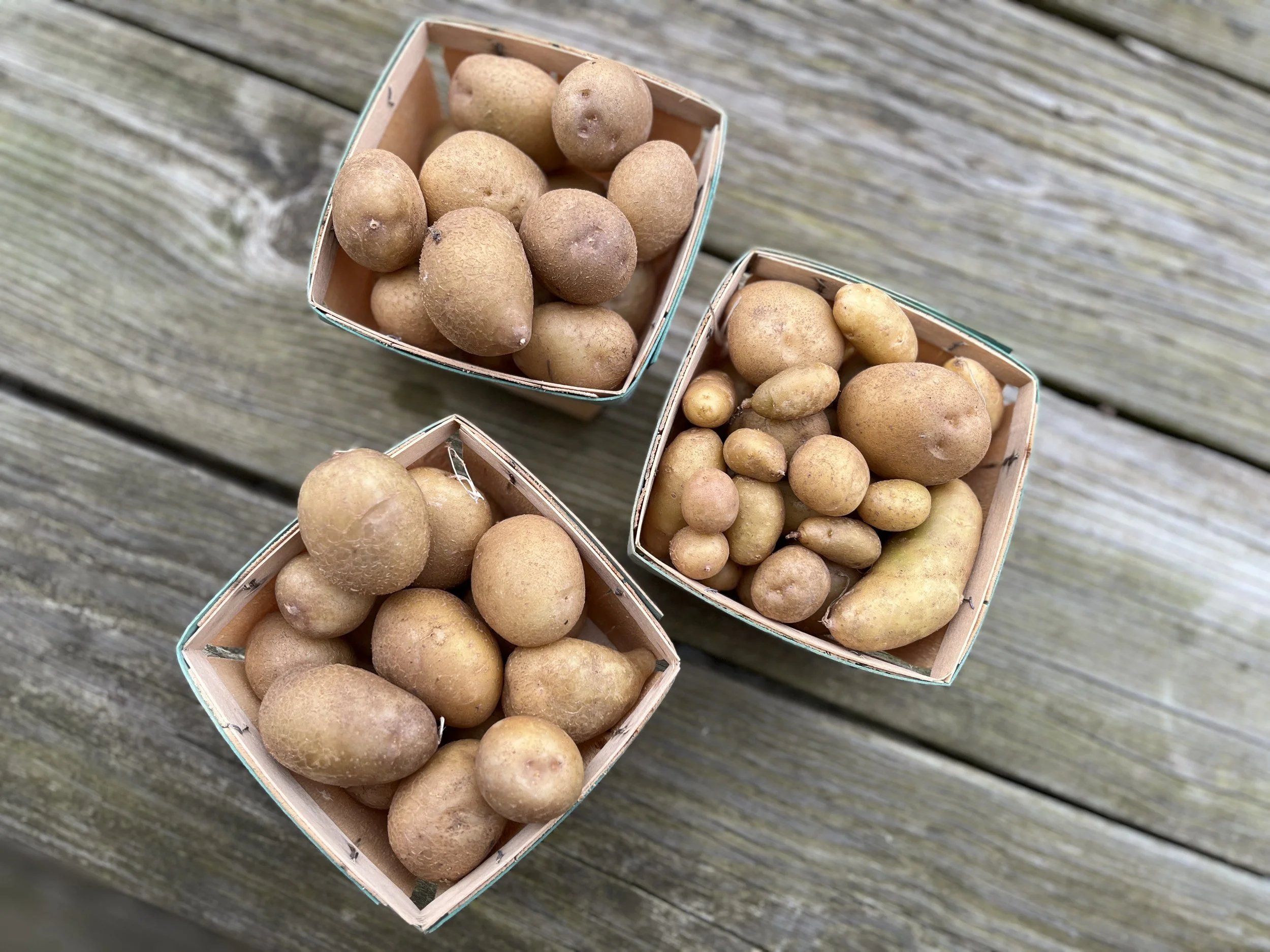 Potatoes-BrynTegFarm-9.jpg