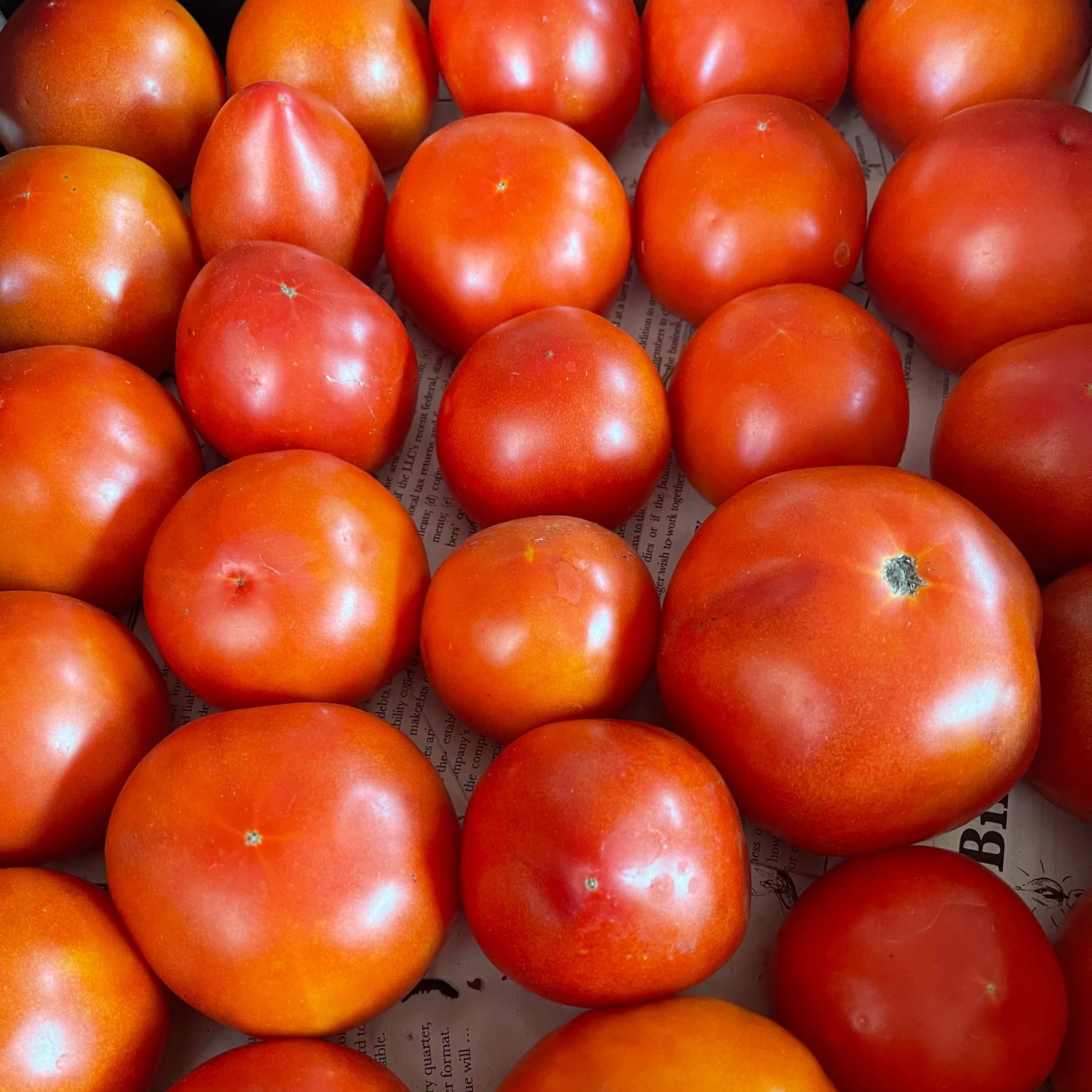 Tomatoes_BrynTegFarm_1.jpg
