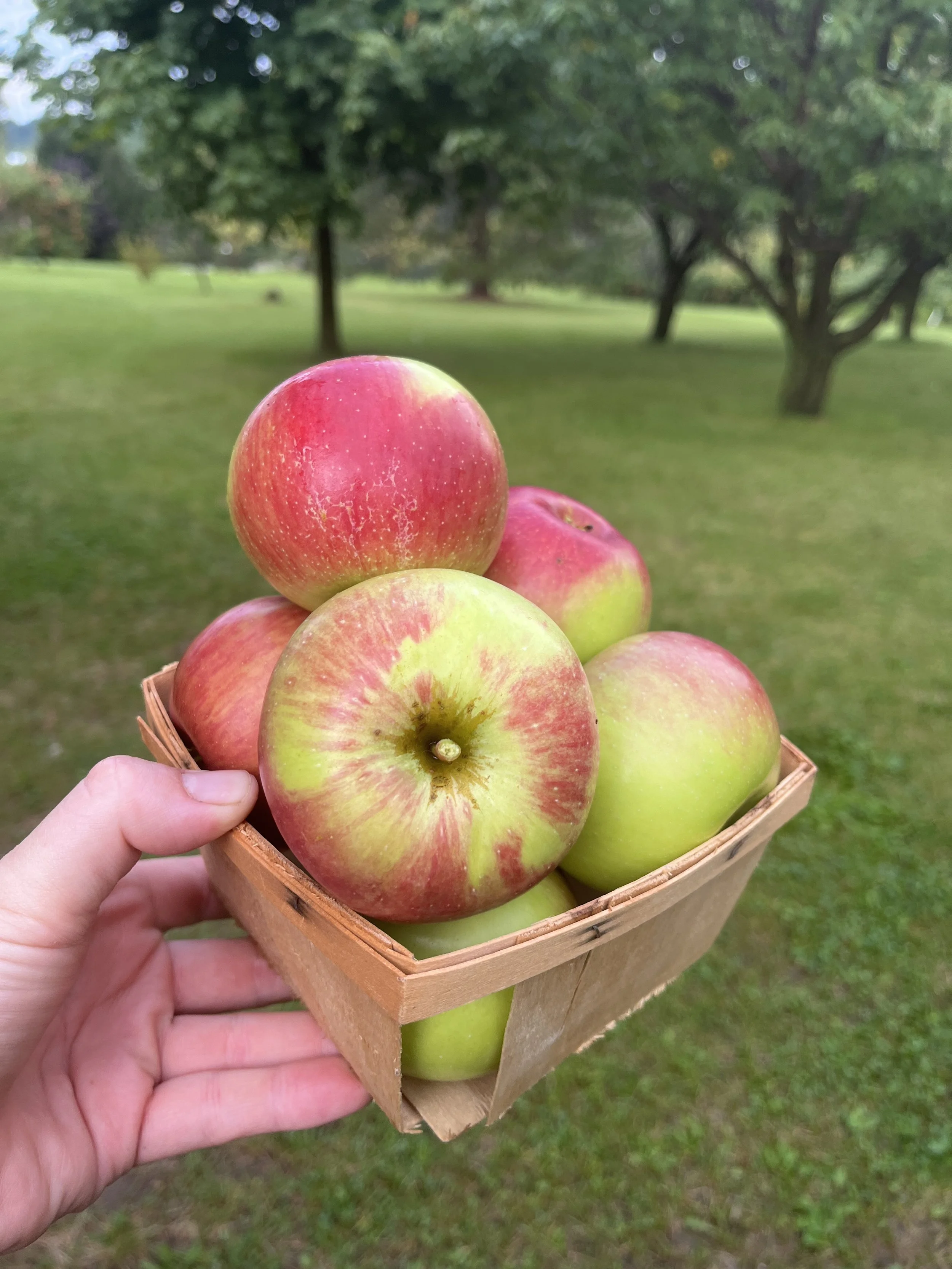 WealthyApples_BrynTegFarm-7.JPG