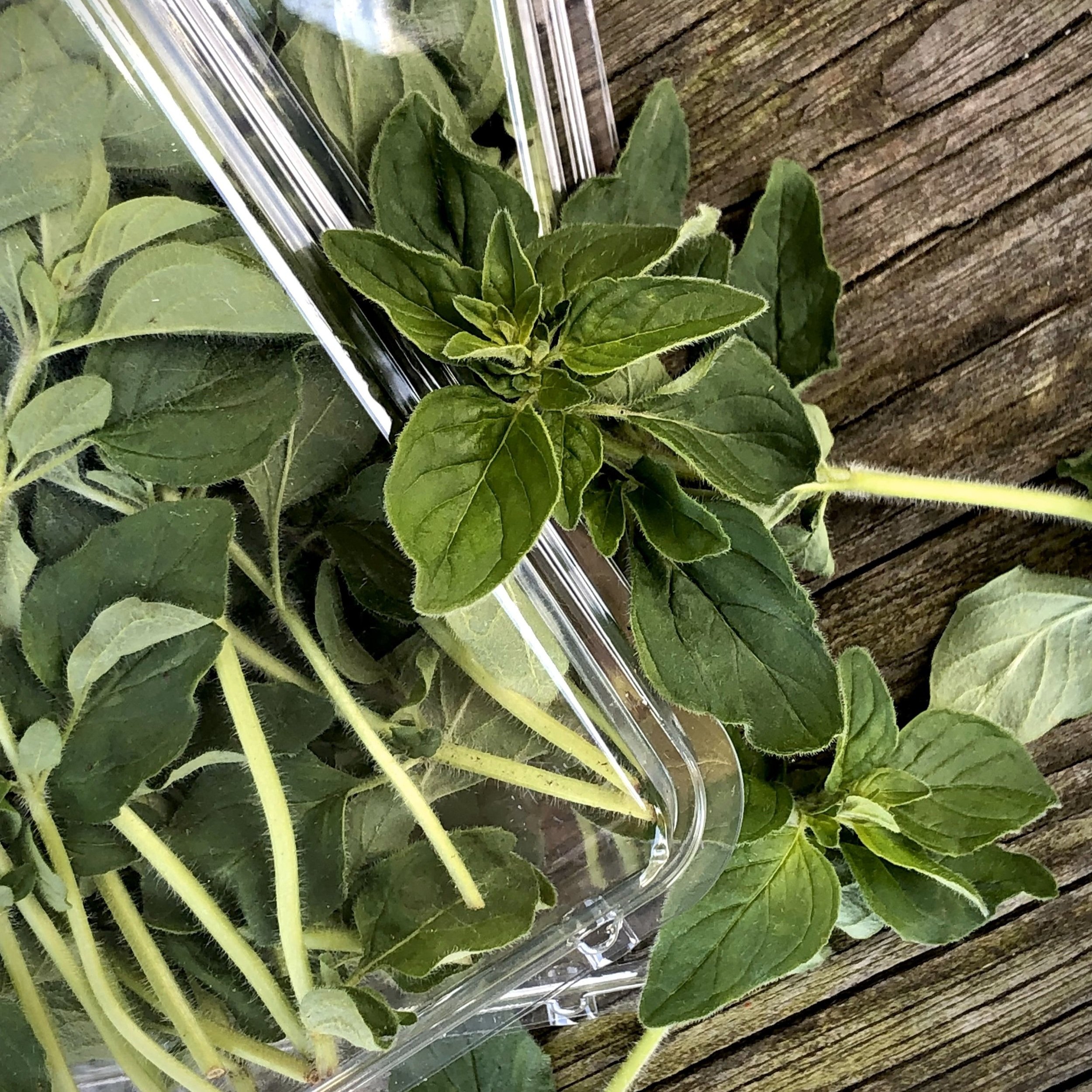 Oregano