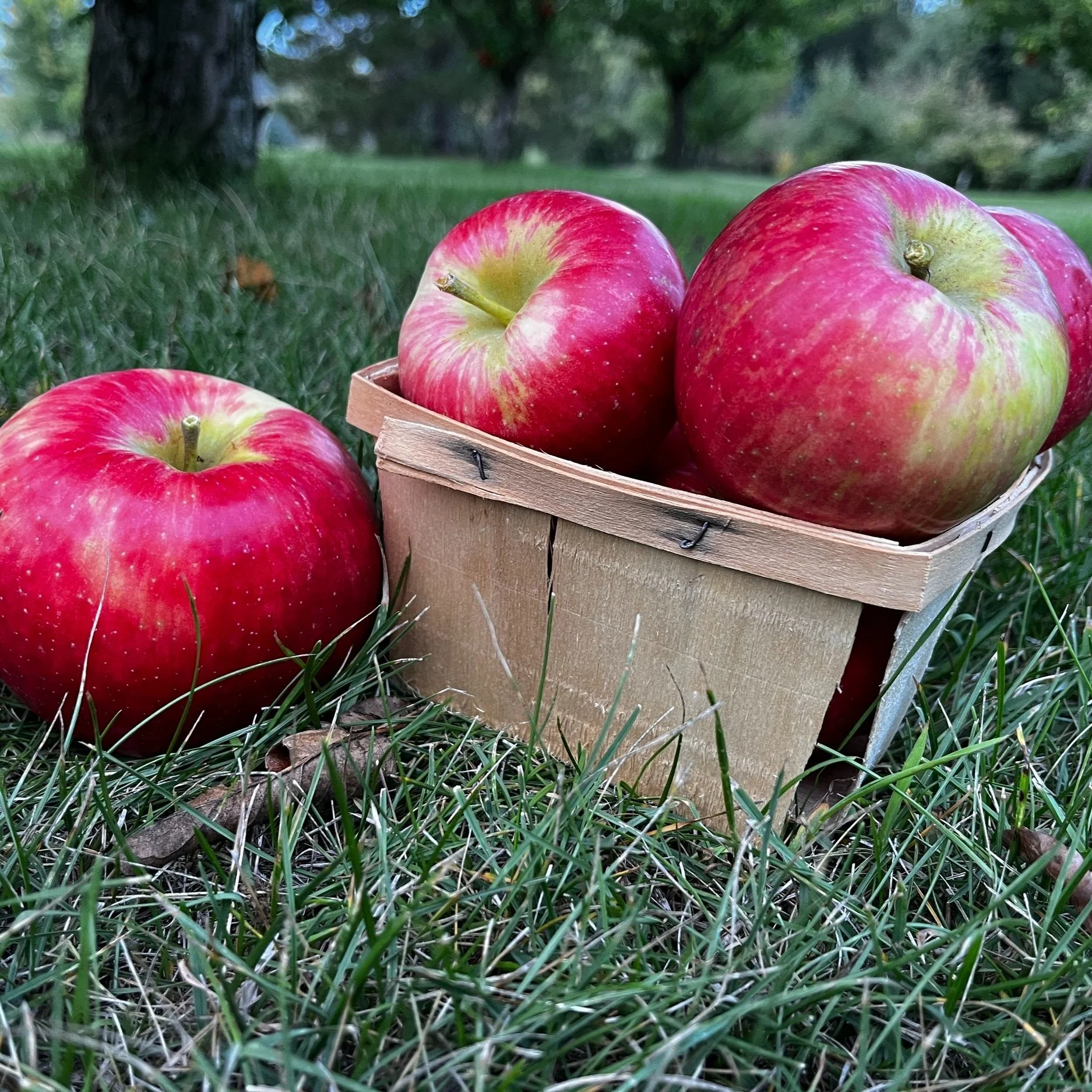 BrynTegFarm_HoneyCrispVarieties_14.jpg