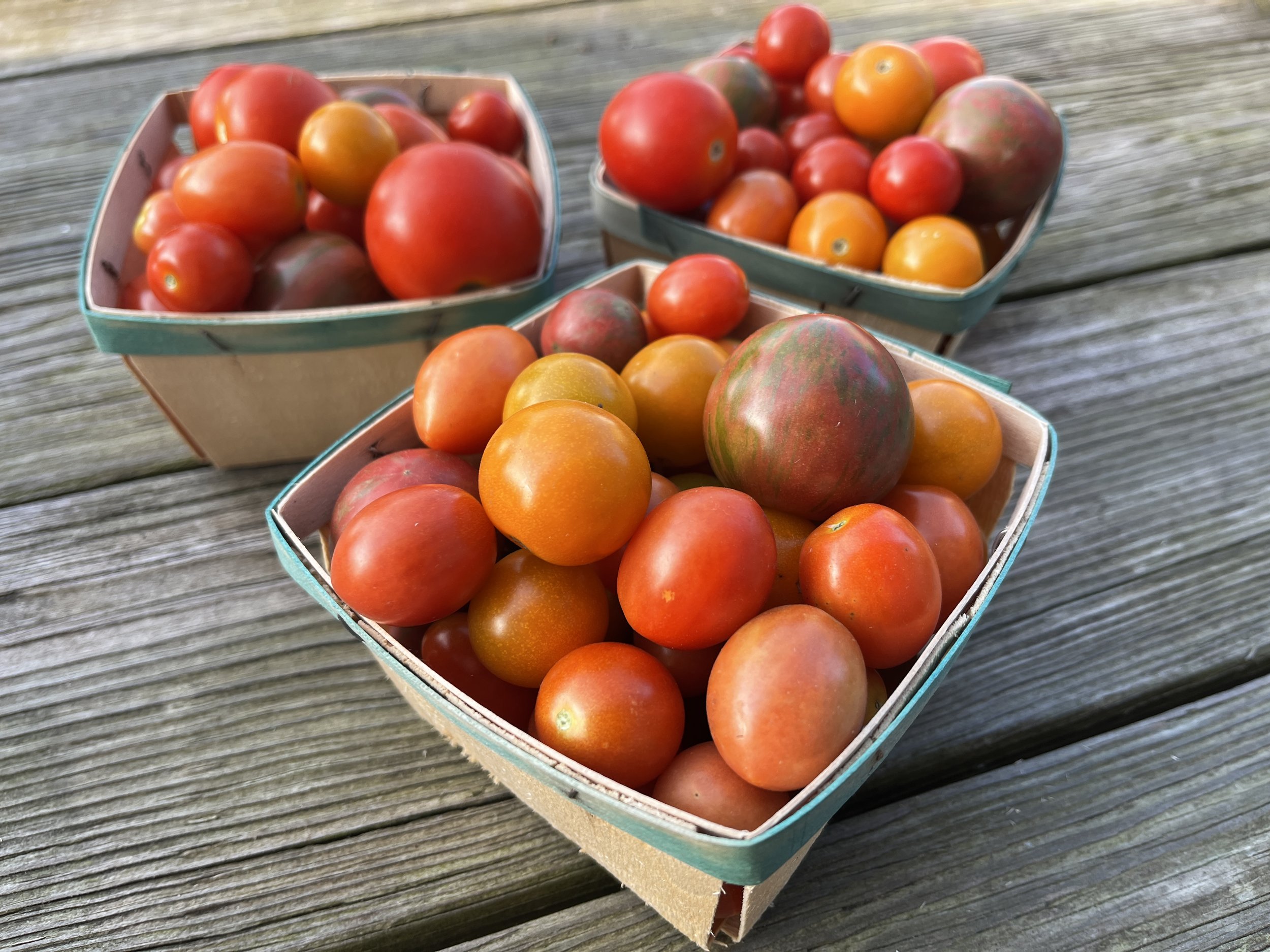 CherryTomatoes_BrynTegFarm-8.JPG