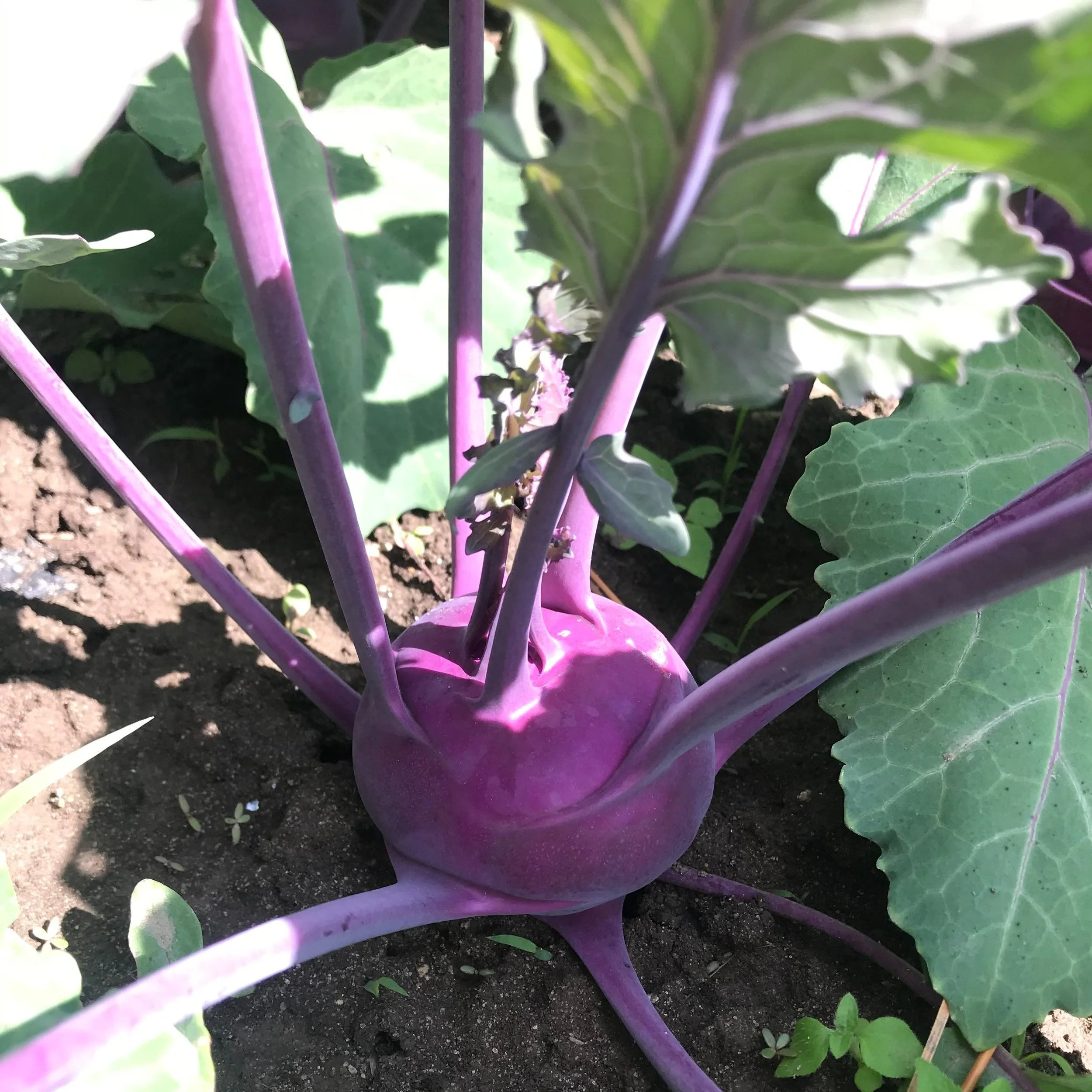 Kohlrabi+3.jpg