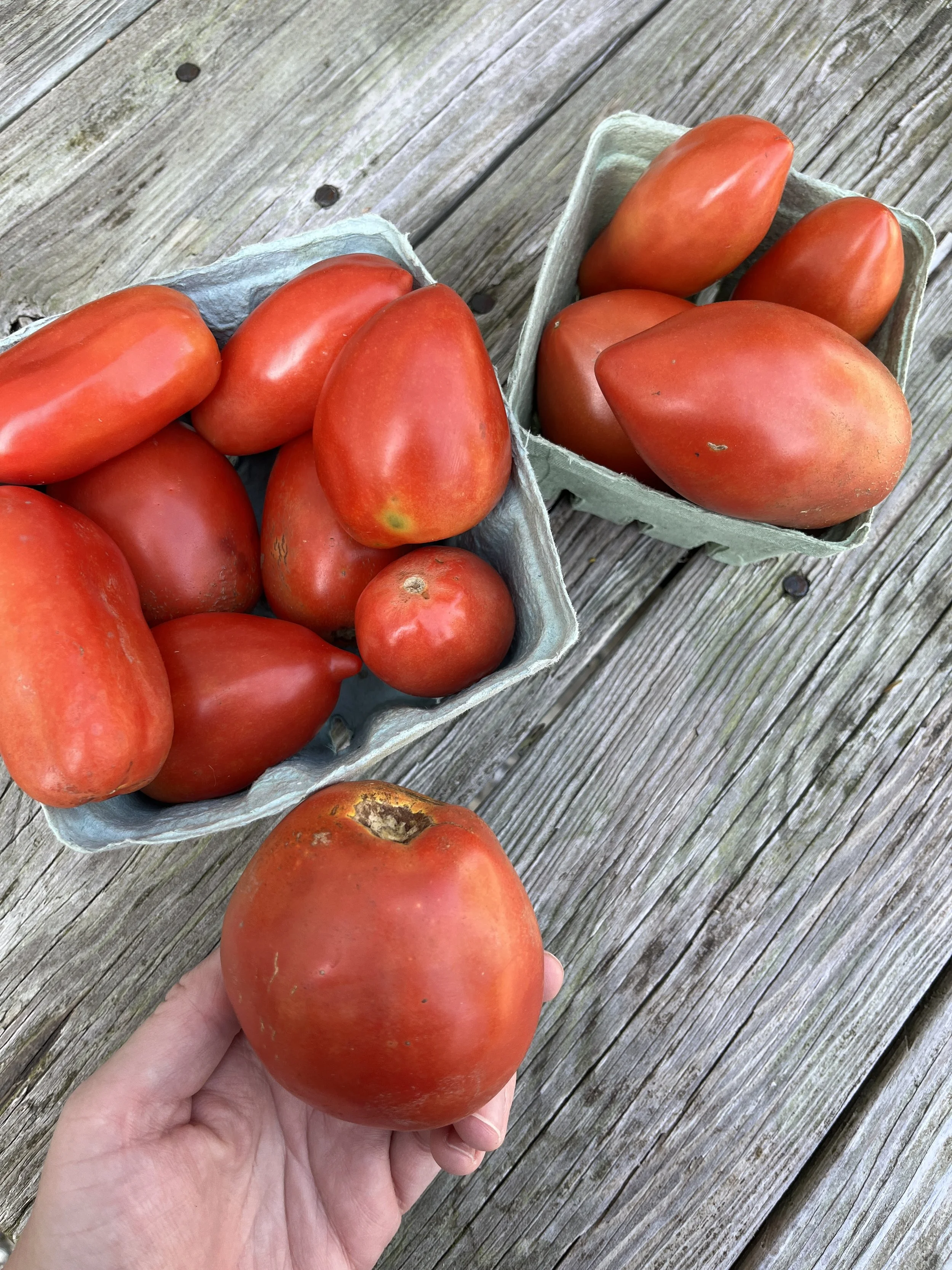 PasteTomatoes-BrynTegFarm-3.JPG