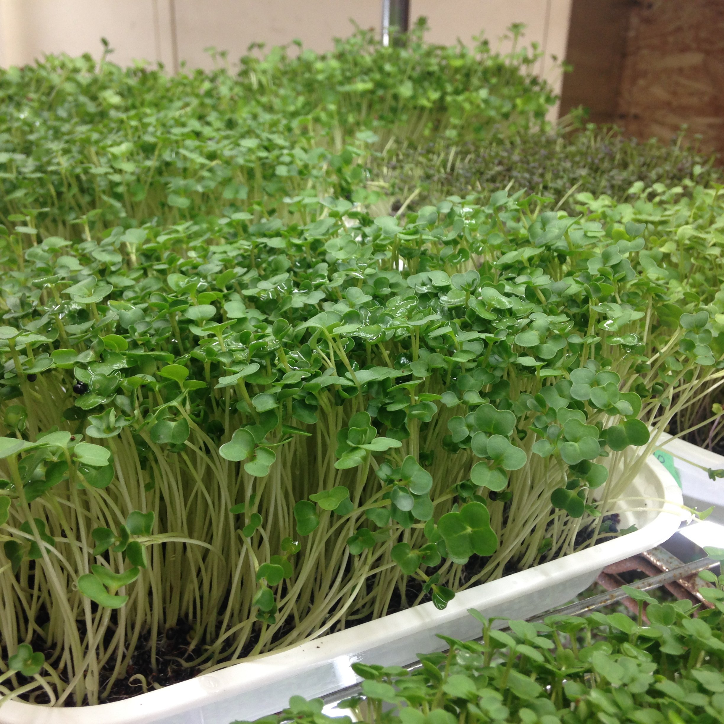 Mainly Broccoli Micro Mix