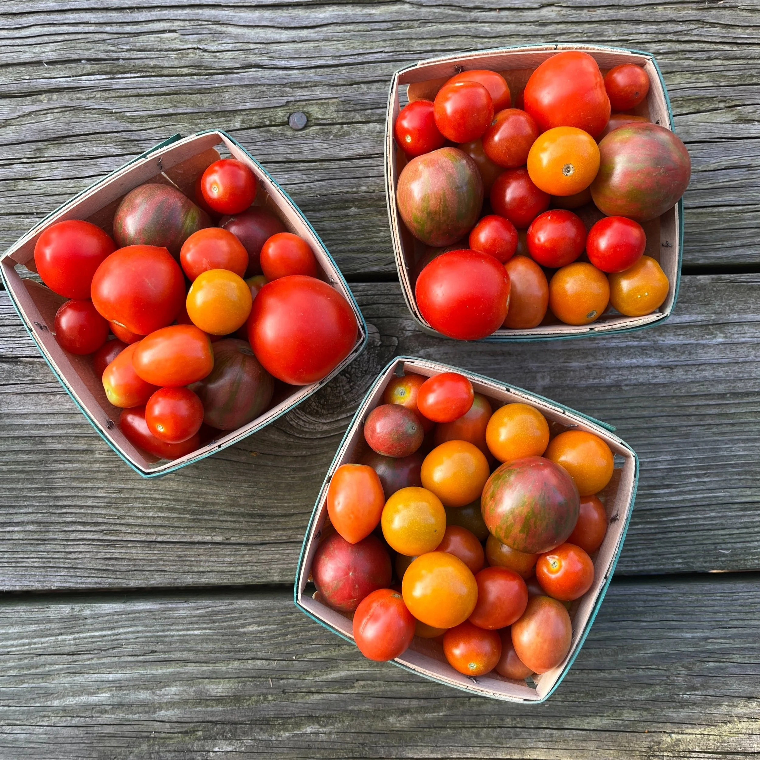 CherryTomatoes_BrynTegFarm-2.jpg