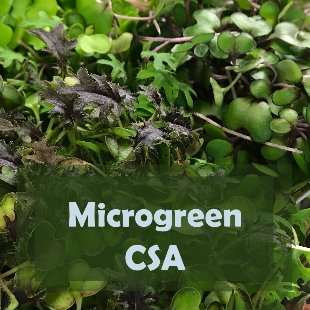 Microgreen CSA-01.jpg
