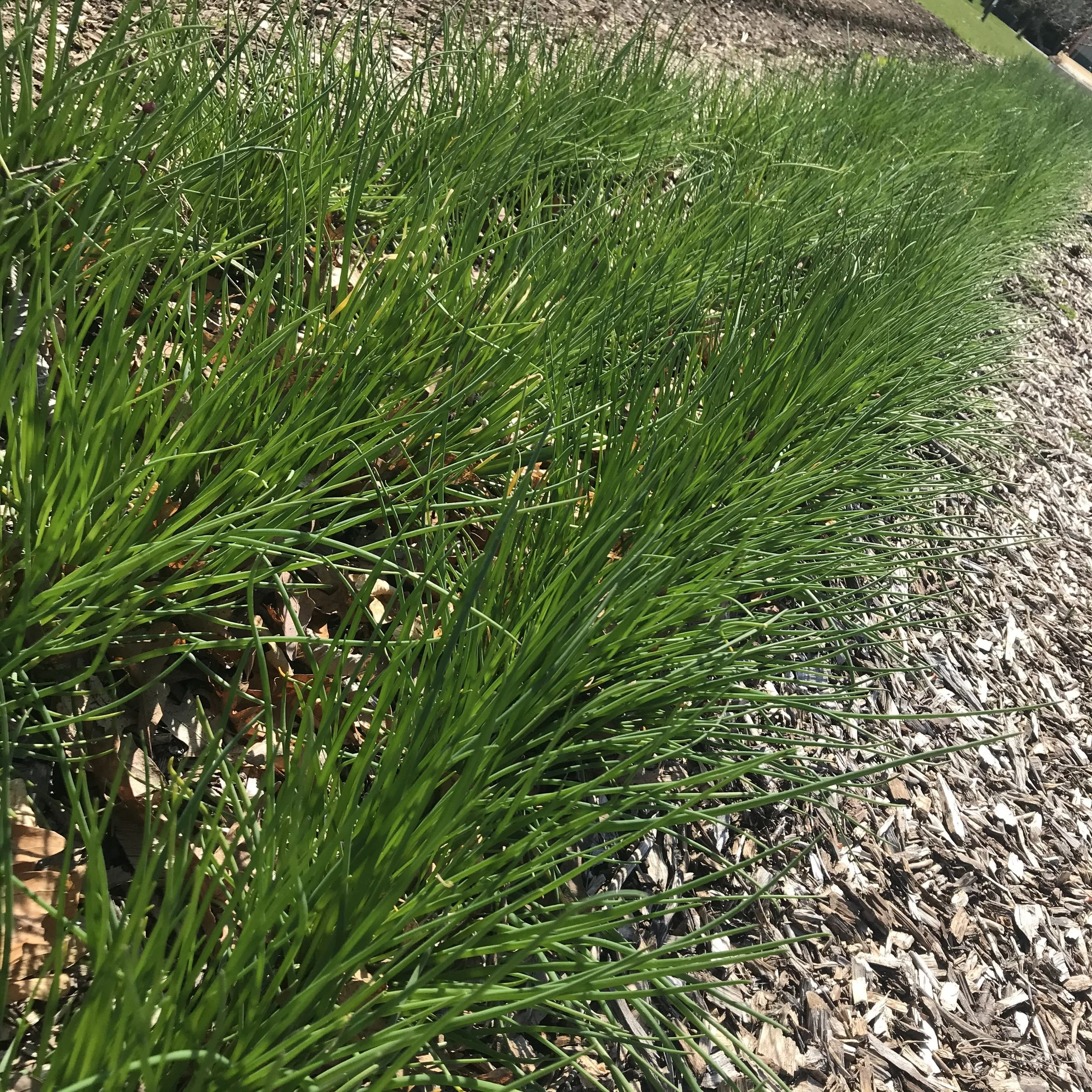 Chives_BrynTegFarm_5.jpg