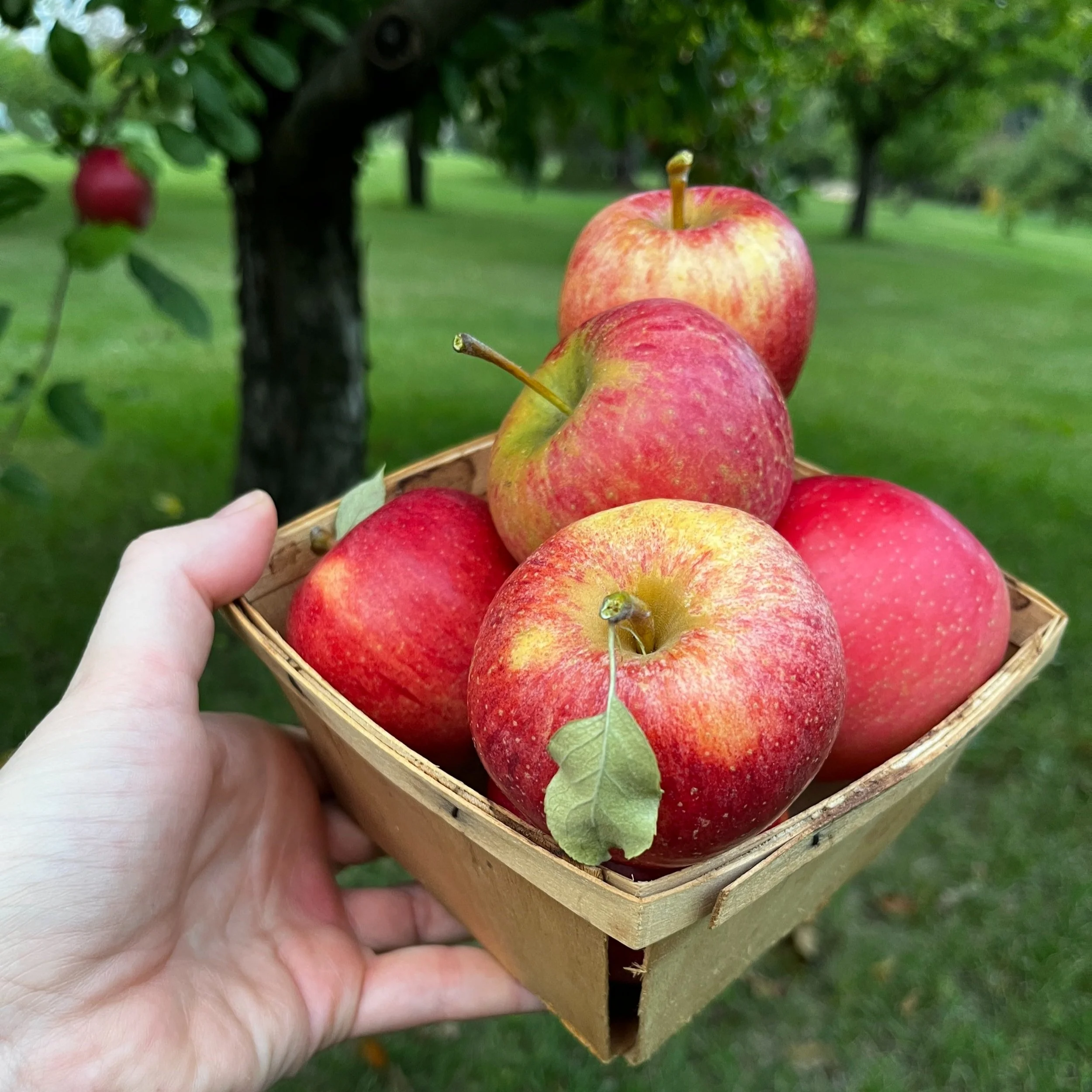 BrynTegFarm_FirestormHoneyCrispVarieties_7.jpg